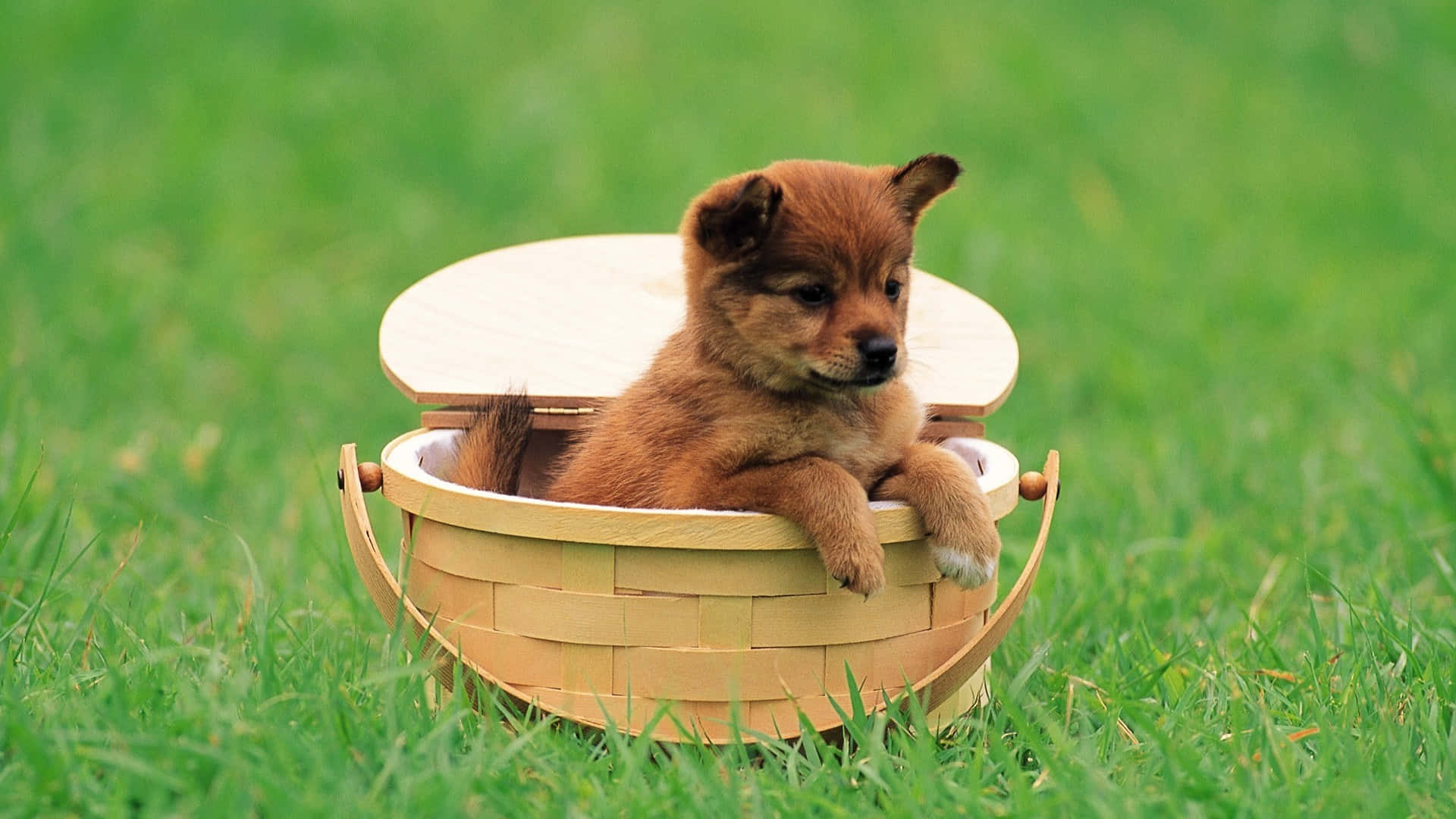Cute Pets Puppy In Basket On Grass Picture