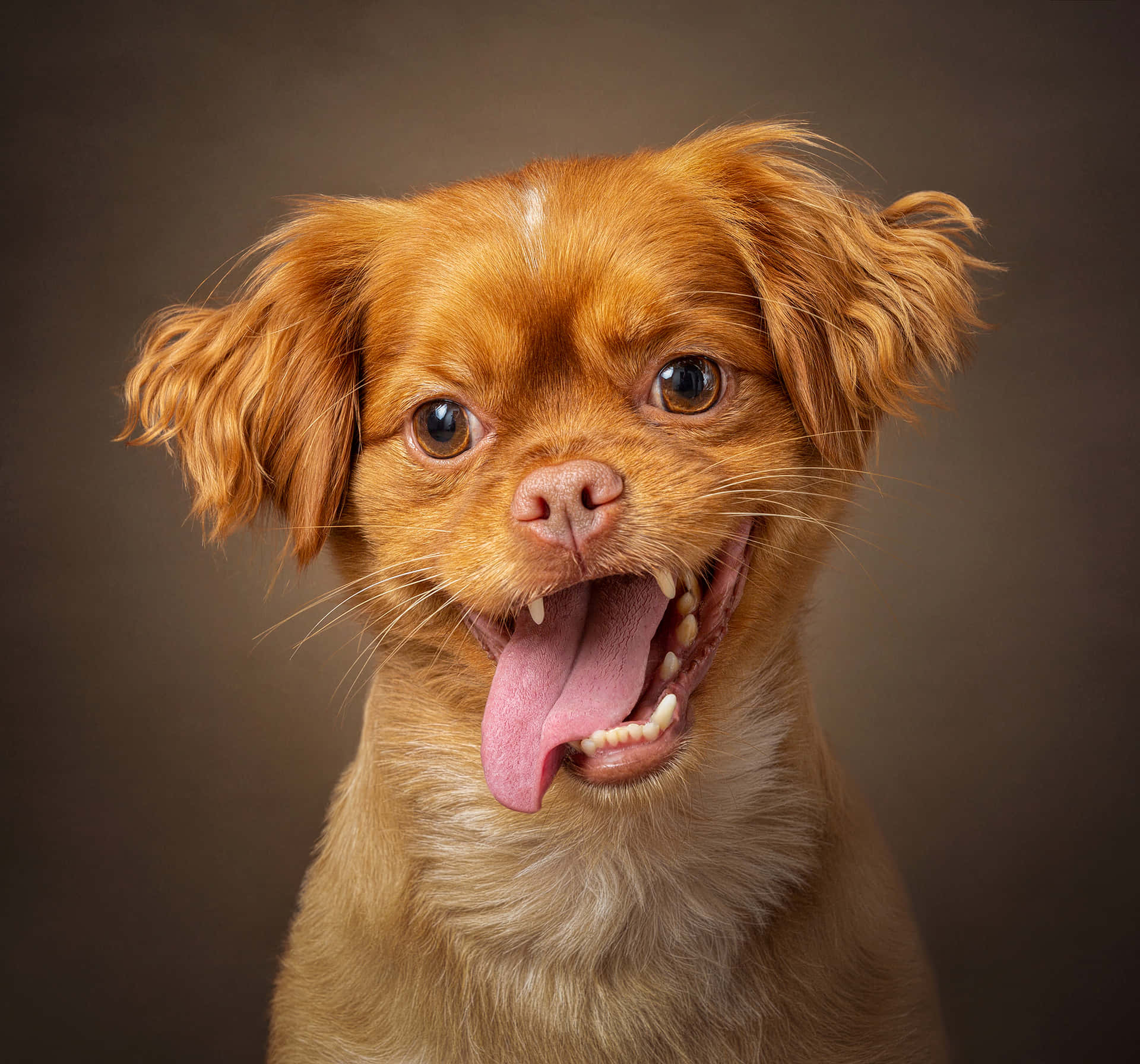 Sød kæledyr fluffy brunt hund stikker tungen ud billede baggrundsbillede
