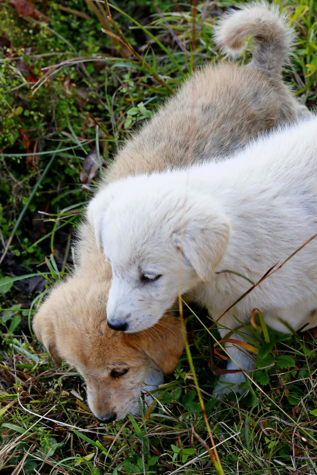 Cute Pets Puppies On Grass Picture