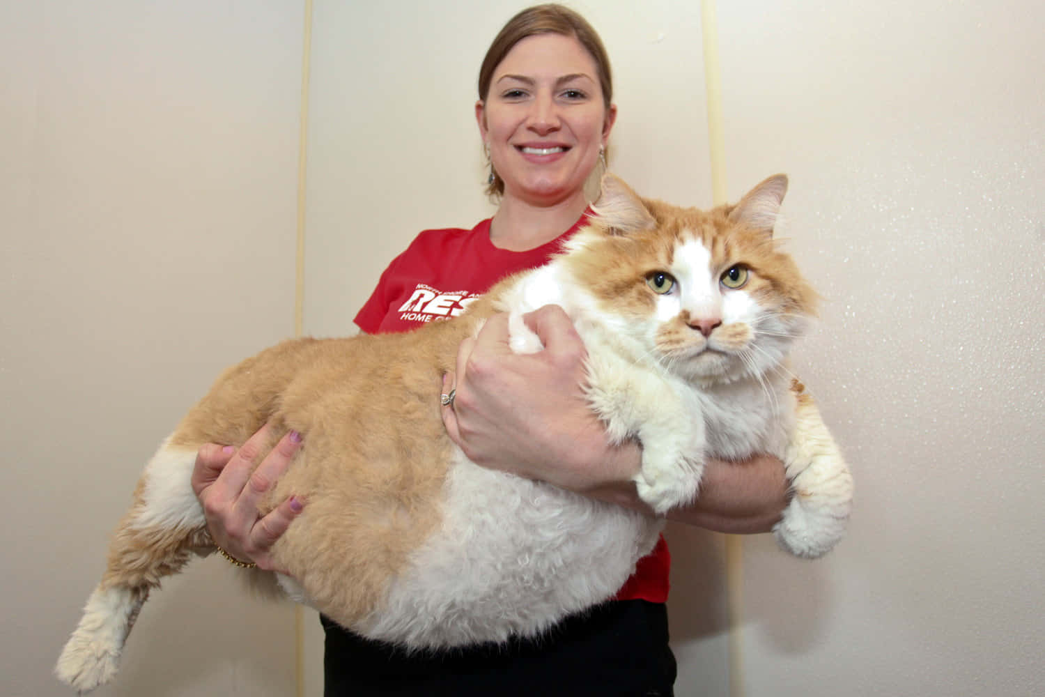 Cute Pets Woman Carrying Fat Cat Picture