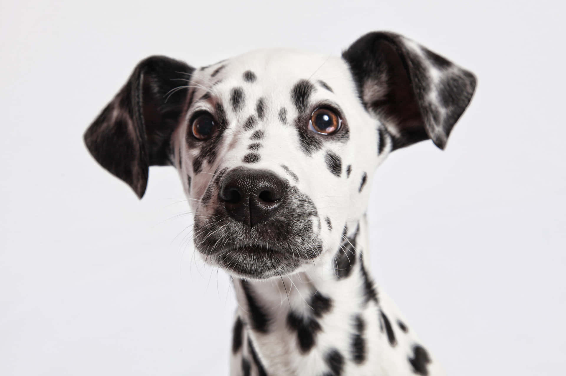 Sötahusdjur - Dalmatiner Valp Närbildsbild