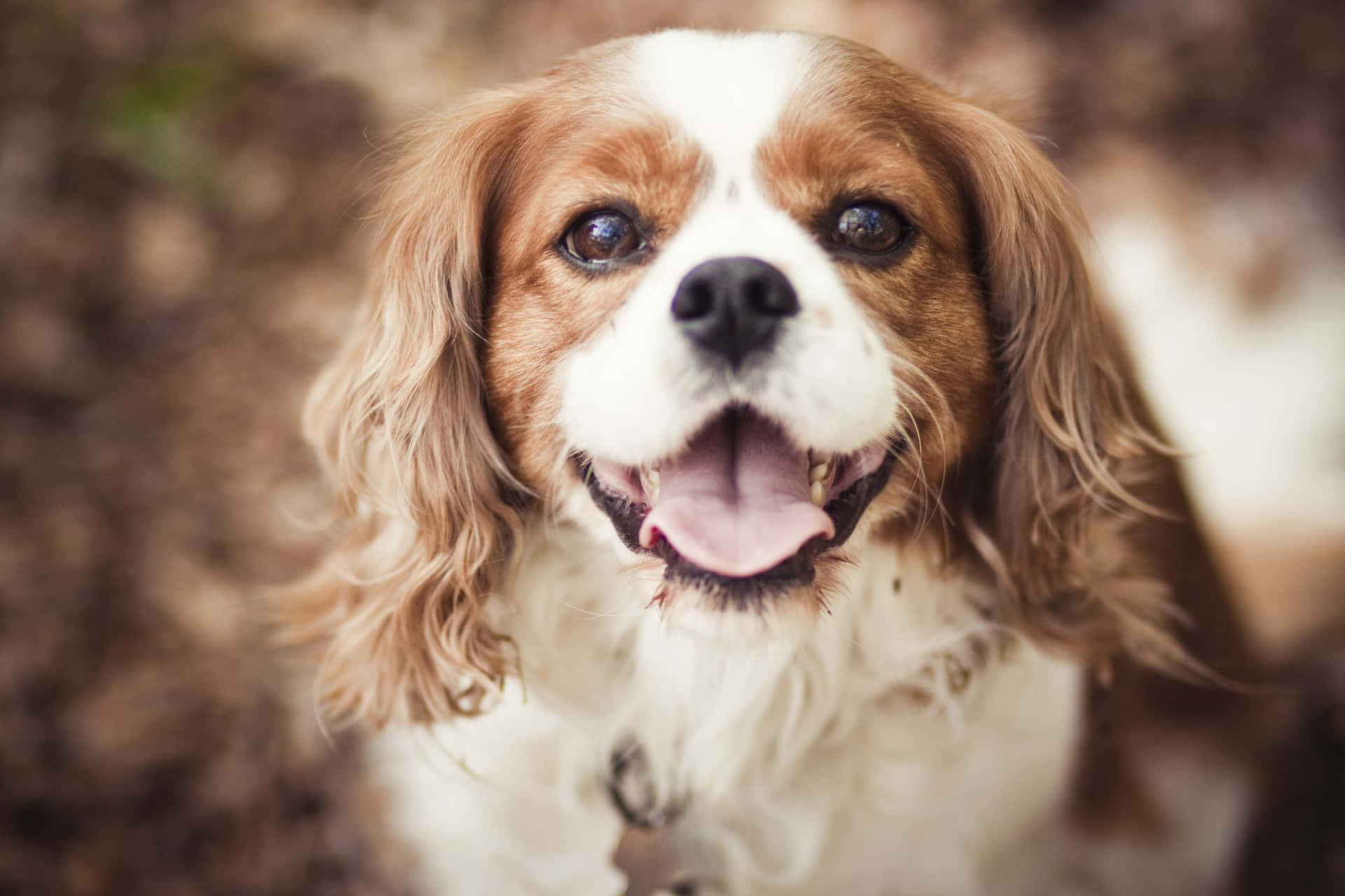 Cute Pets Spaniel Sticking Tongue Out Picture