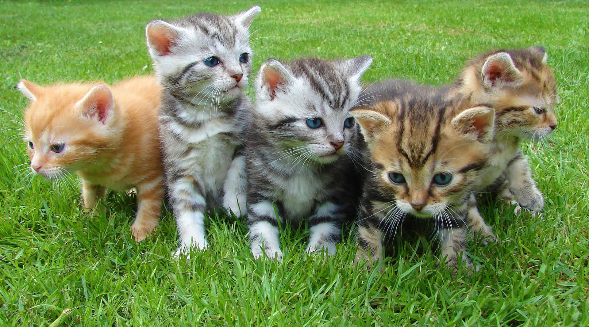 Cute Pets Kittens On Grass Picture