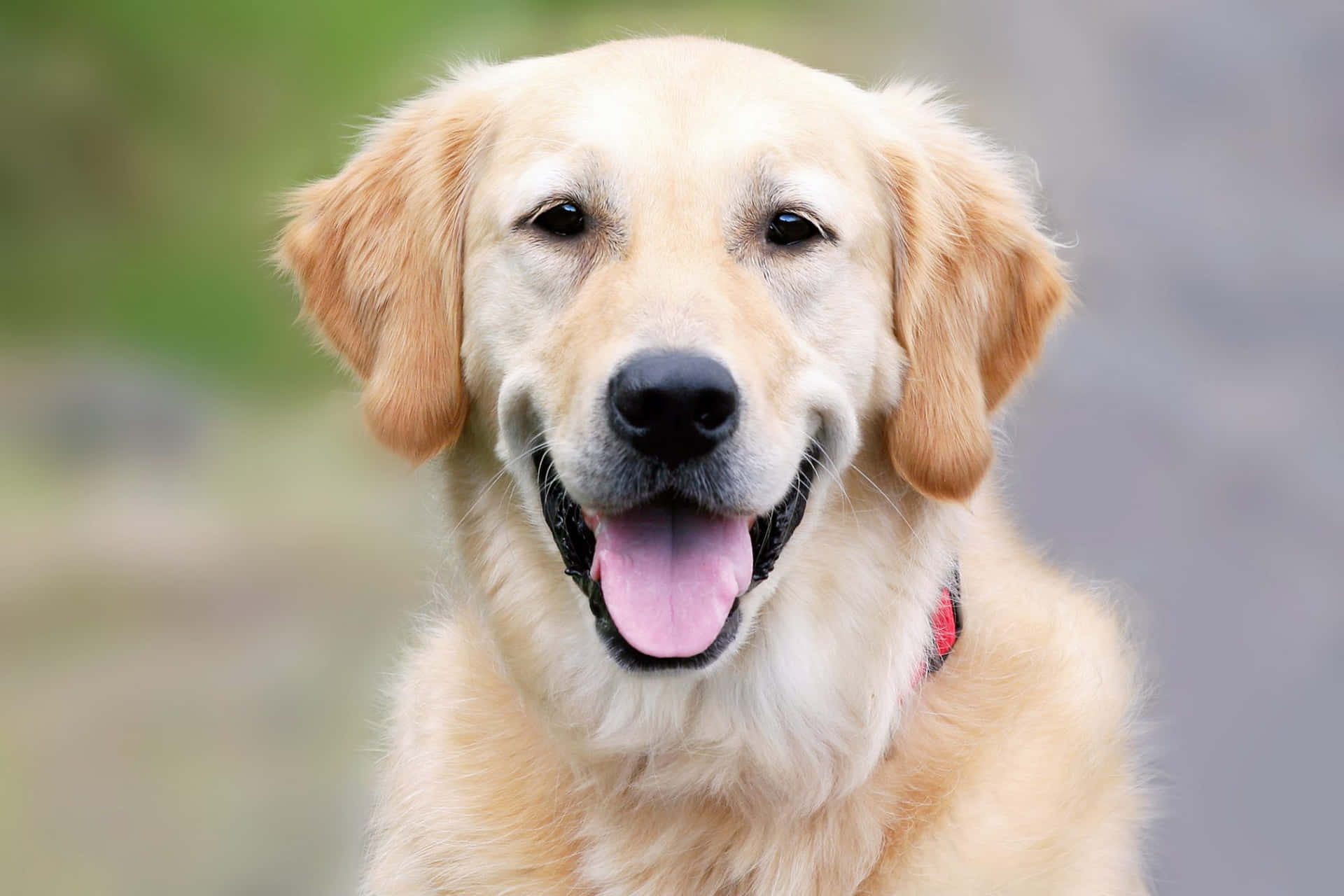 Sötahusdjur. Glad Golden Retriever Hundbild Som Bakgrundsbild För Dator Eller Mobilskärm.