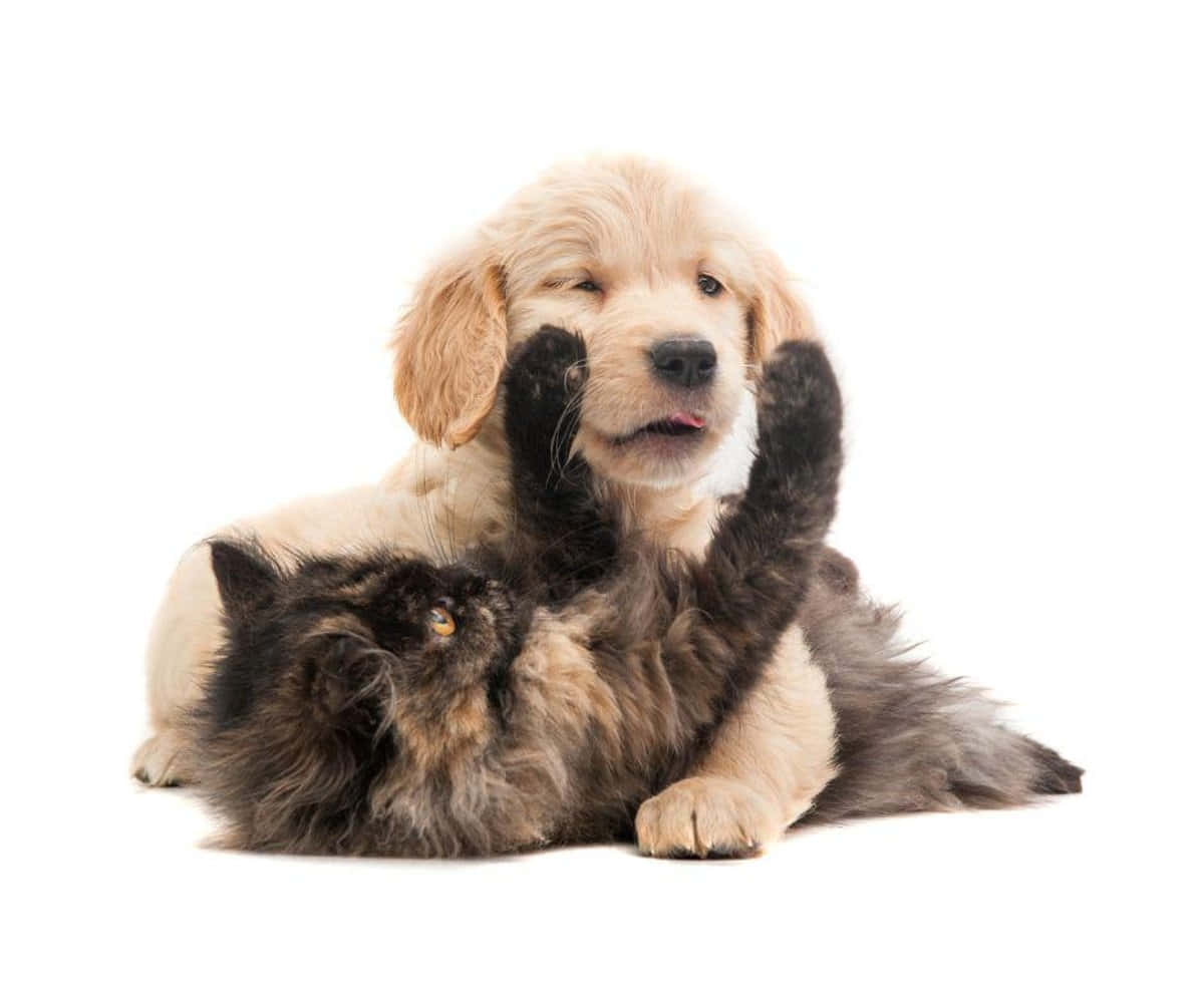 Cute Pets Puppy And Kitten Playing Picture