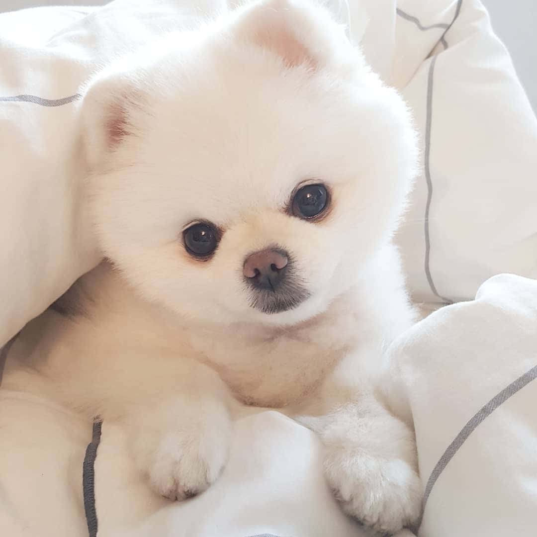 Cute Pets Fluffy White Dog On Pillows Picture