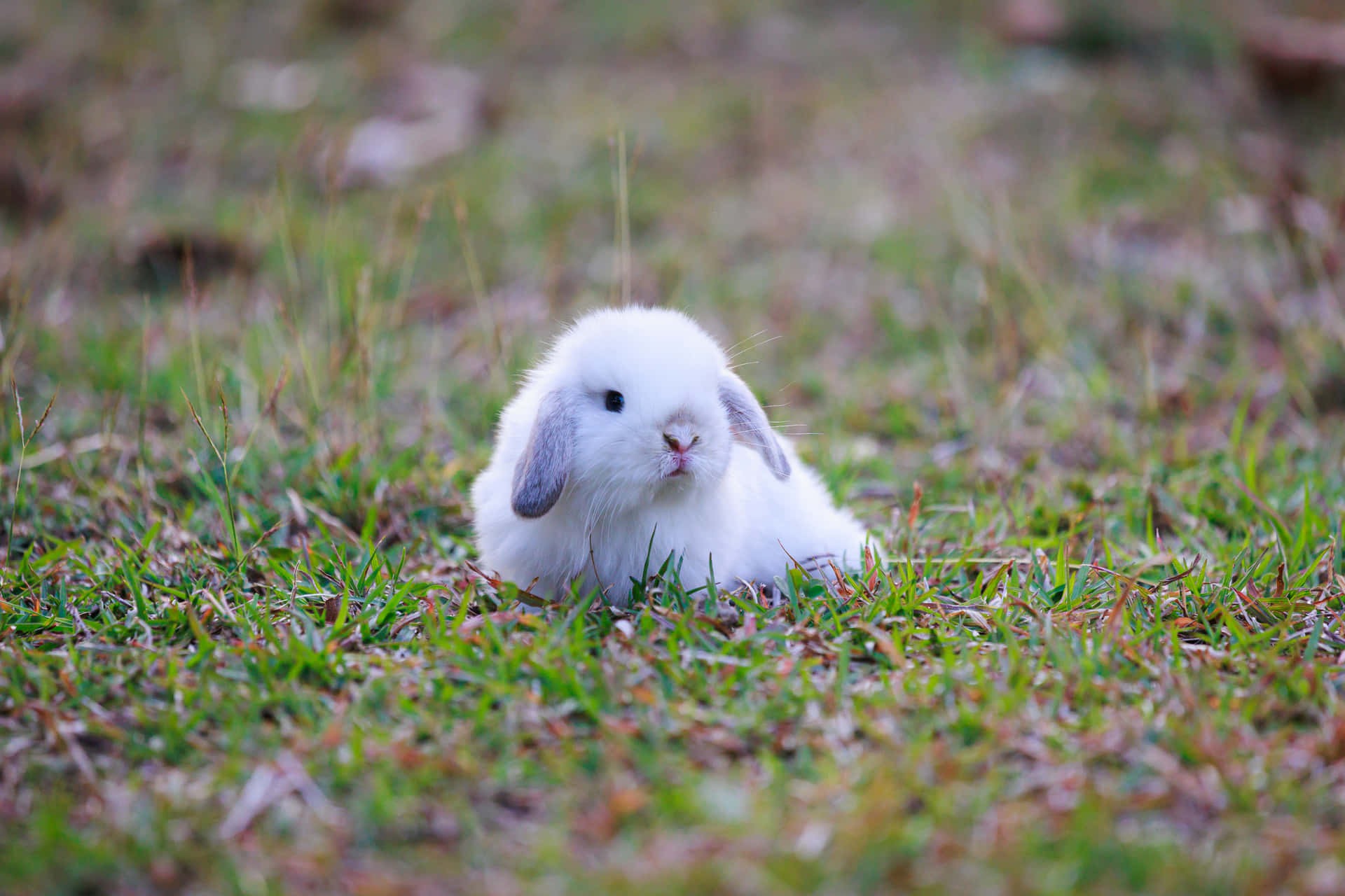 Carinaimmagine Di Un Coniglio Domestico Che Si Sdraia Sull'erba