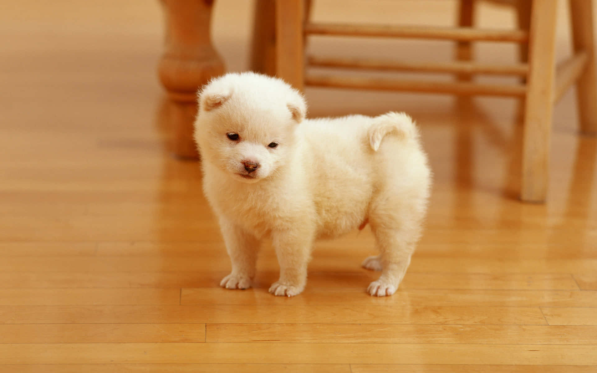 Cute Pets White Dog On Wooden Floor Under Chair Picture