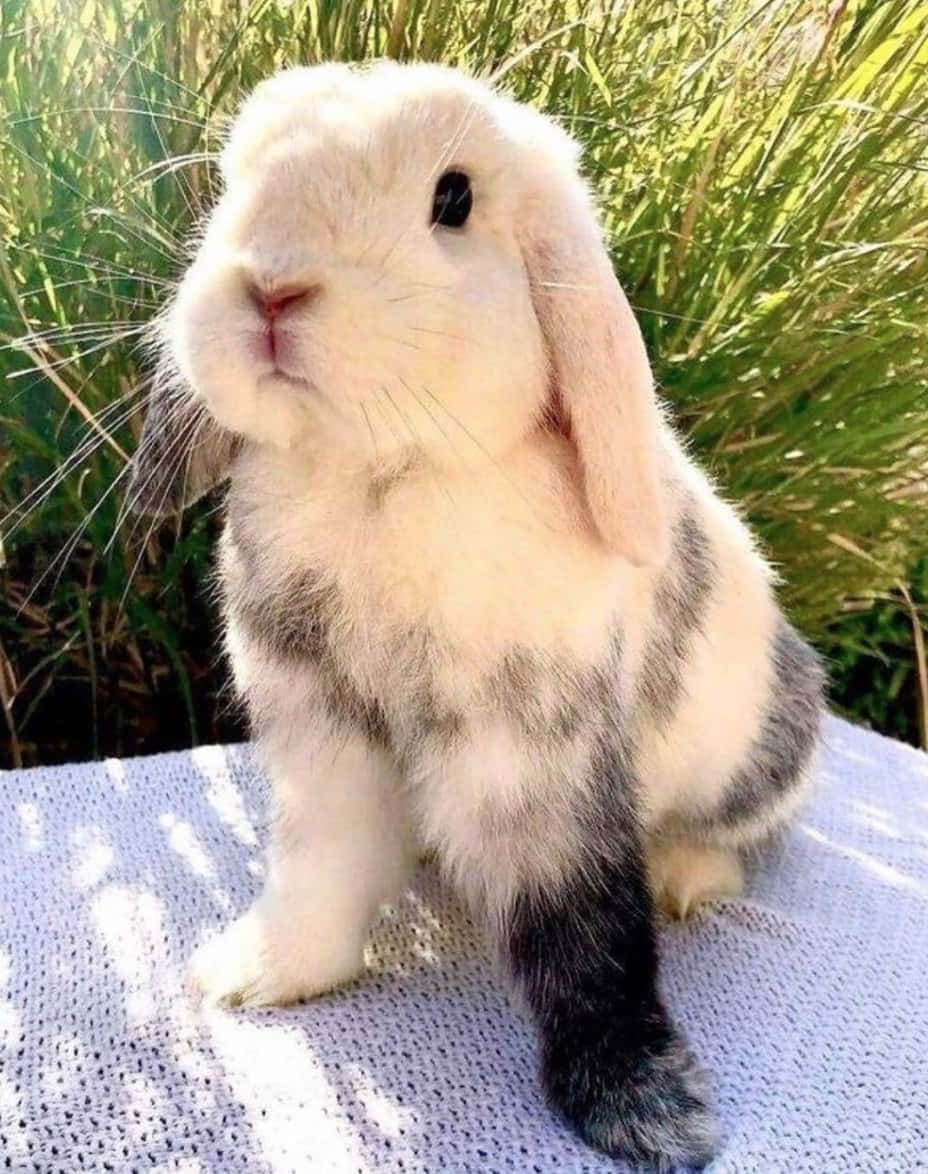 Cute Pets Fluffy Rabbit Near Grass Picture