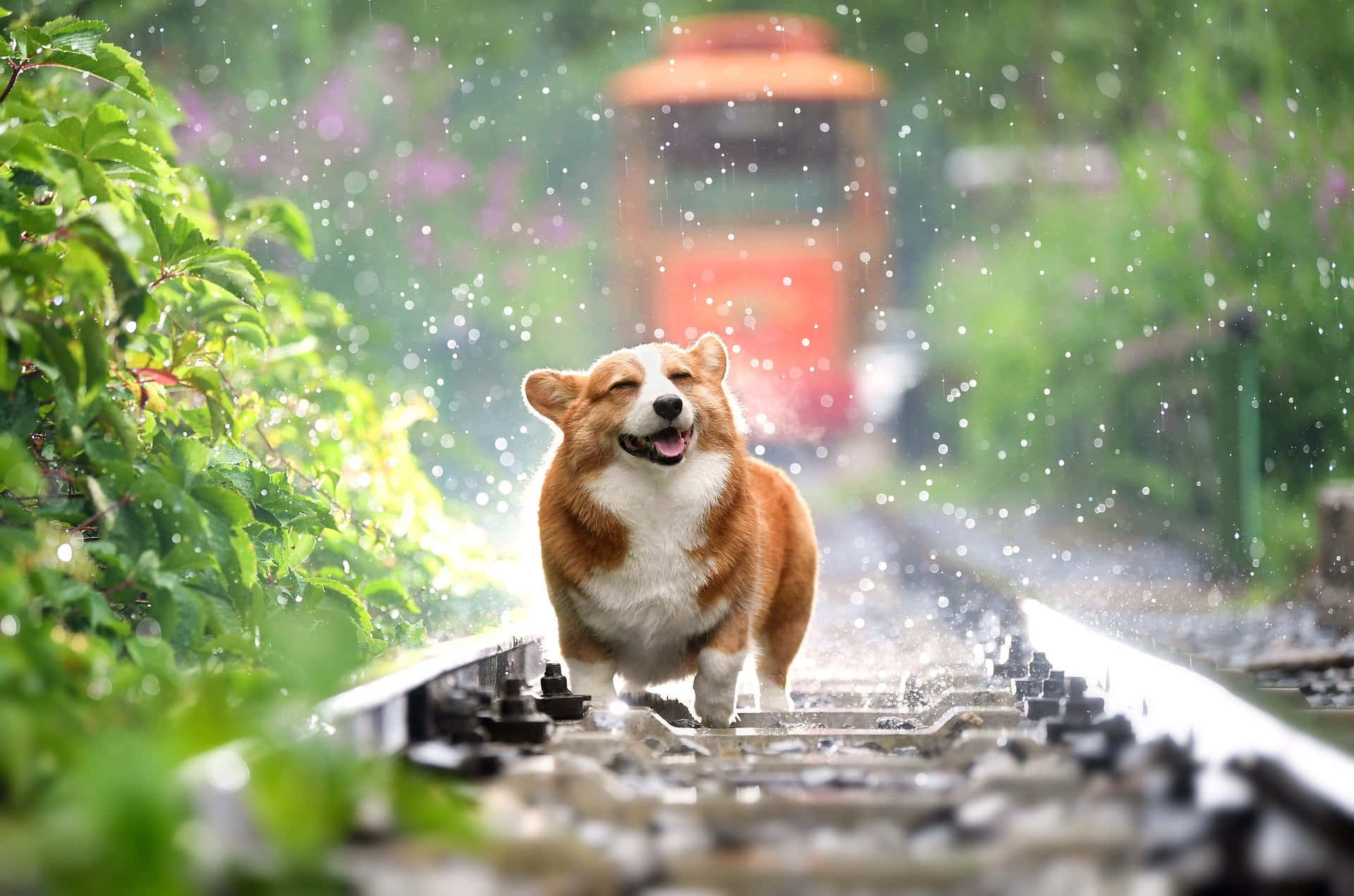 Niedlichehaustiere Corgi Auf Den Bahngleisen Während Eines Regens Bild