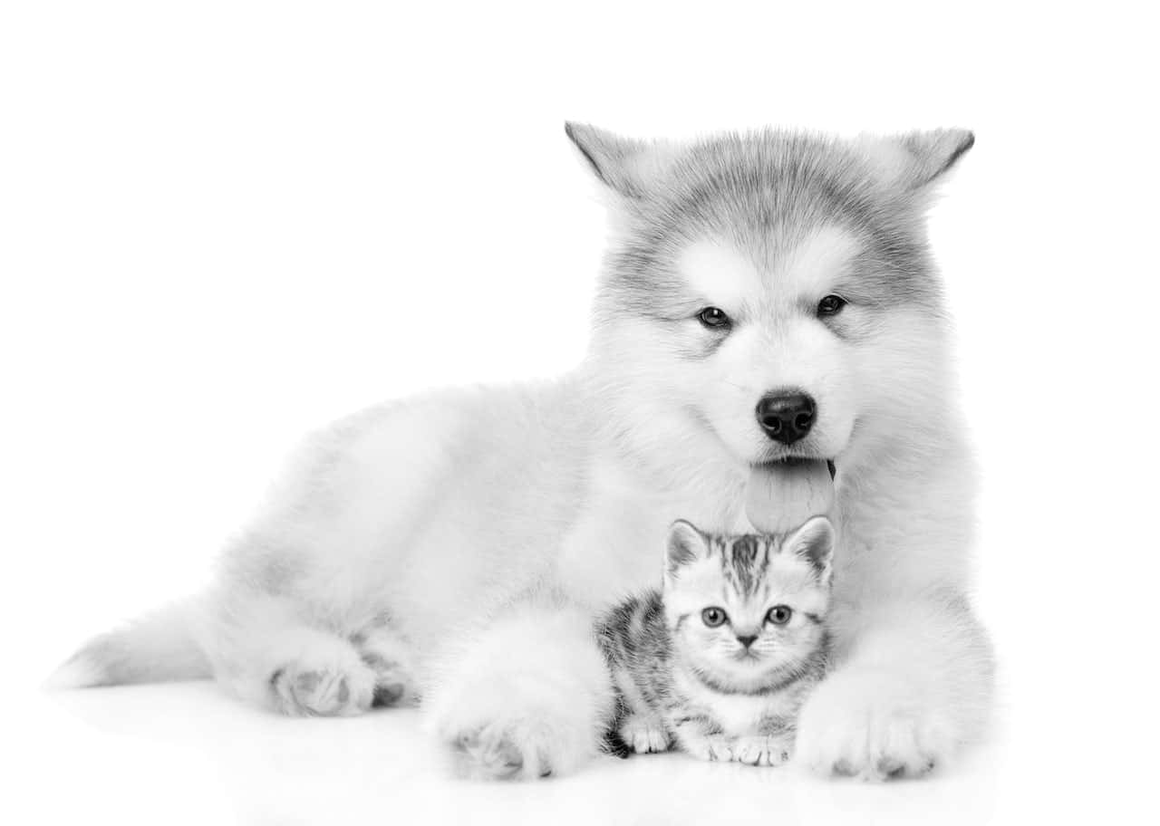 Søde kæledyr sort og hvid hund og killinger billede