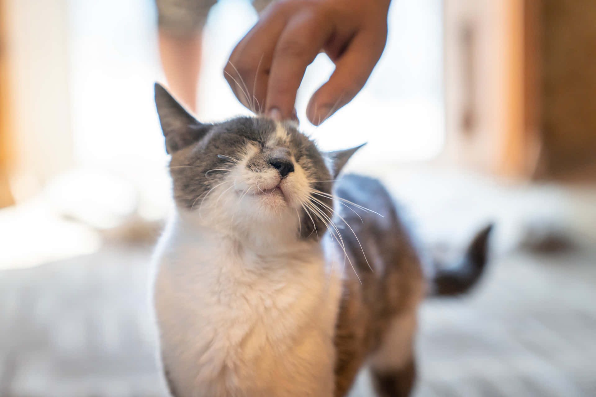 Cute Pets Hand Petting Cat Picture