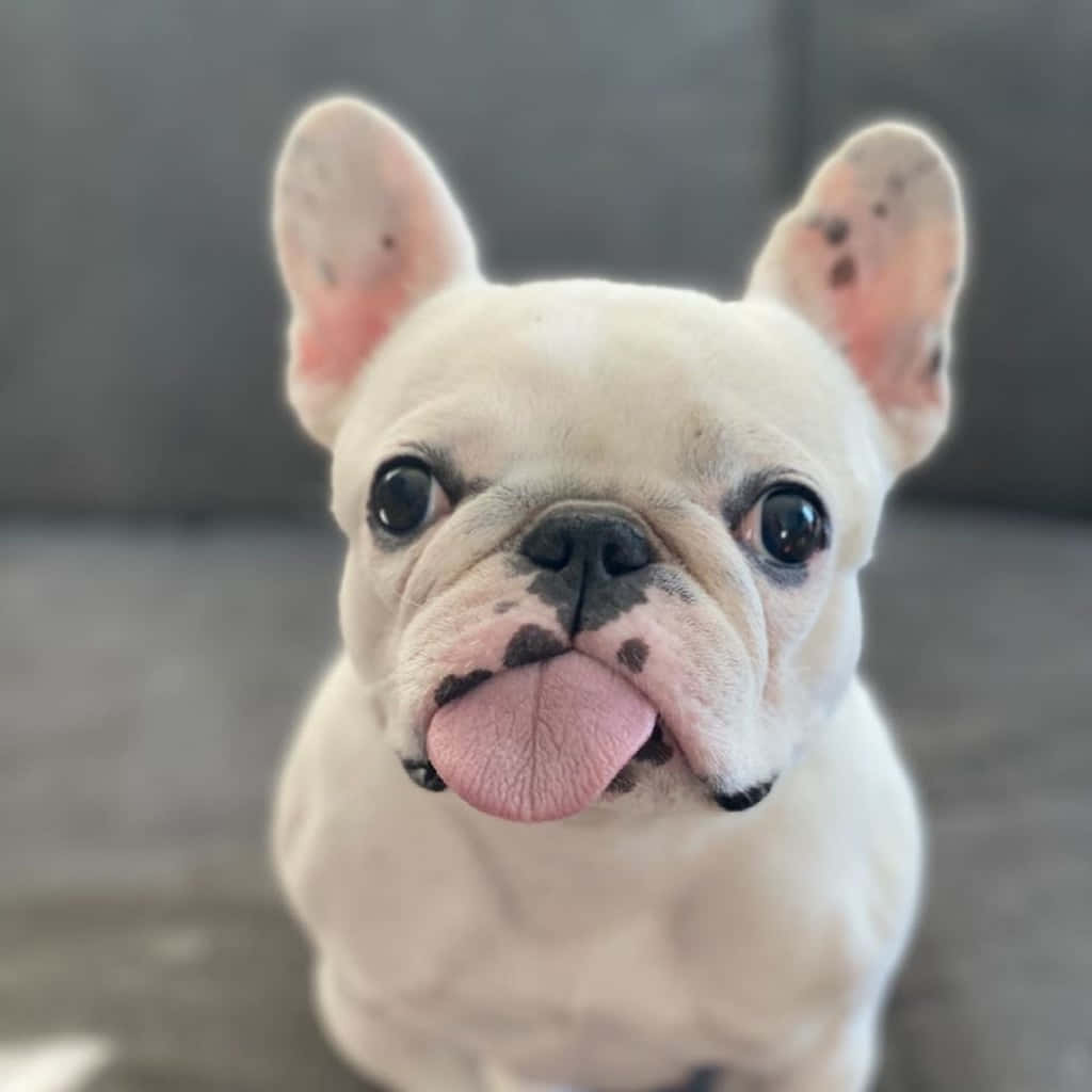 Cute Pets French Bulldog Sticking Tongue Out Picture
