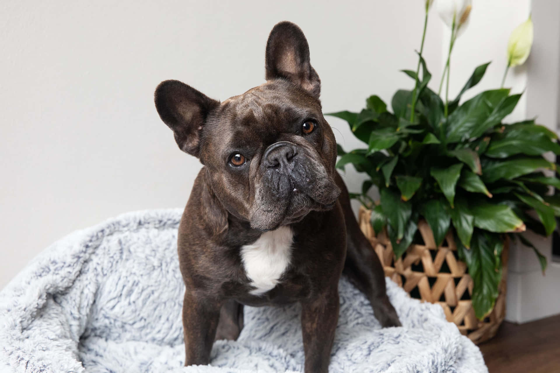 Cute Pets Black French Bulldog On Dog Bed Picture