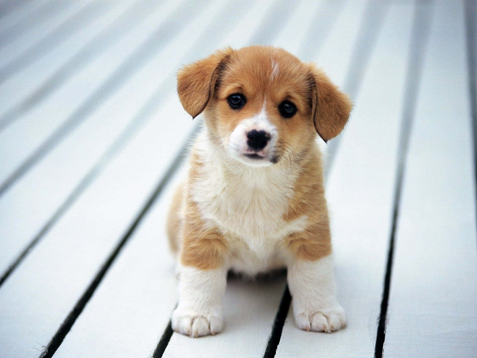 Cute Pet Puppy On White Wood Floor Picture