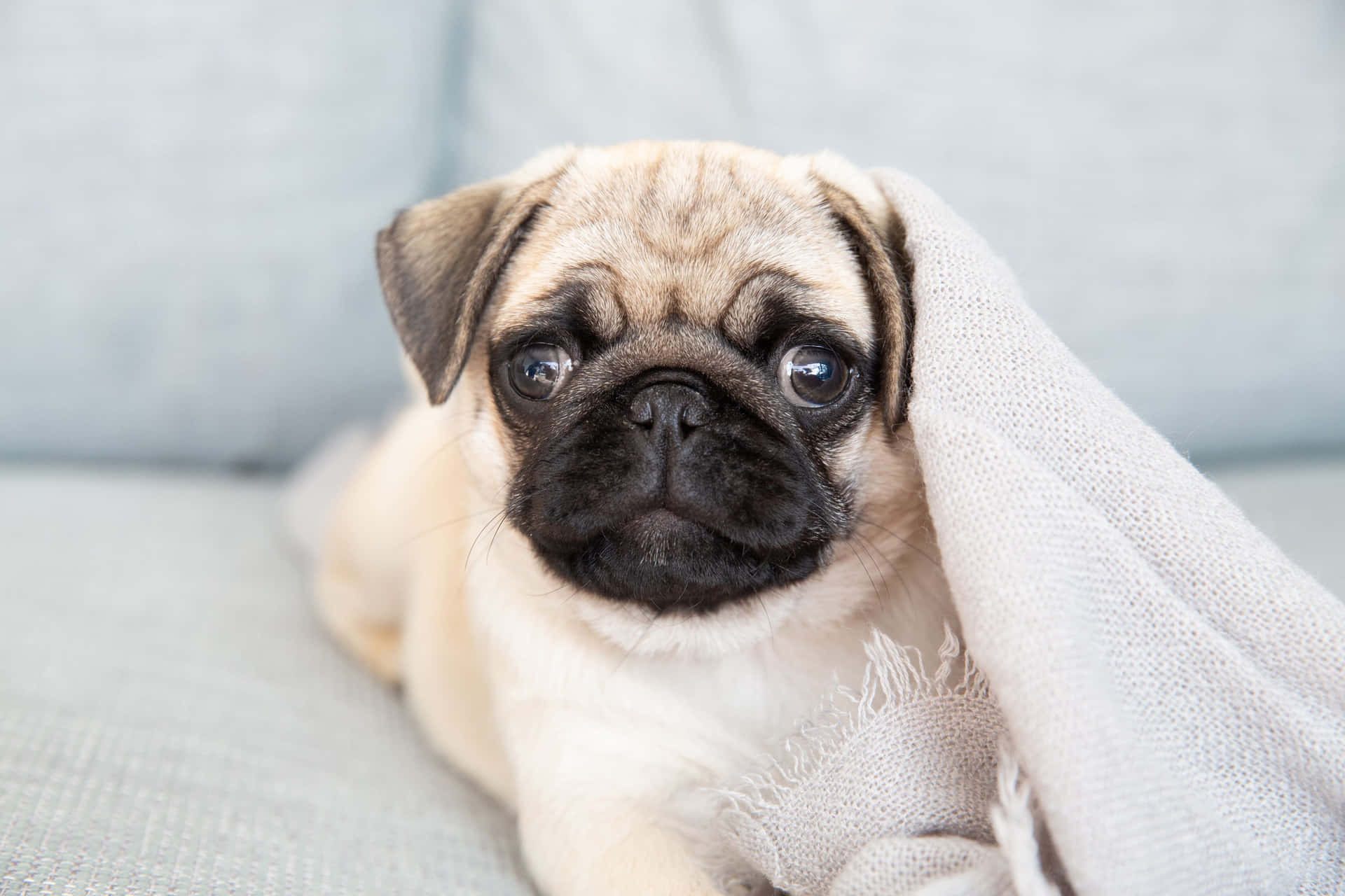 Cute Pets Pug Under Blanket Picture