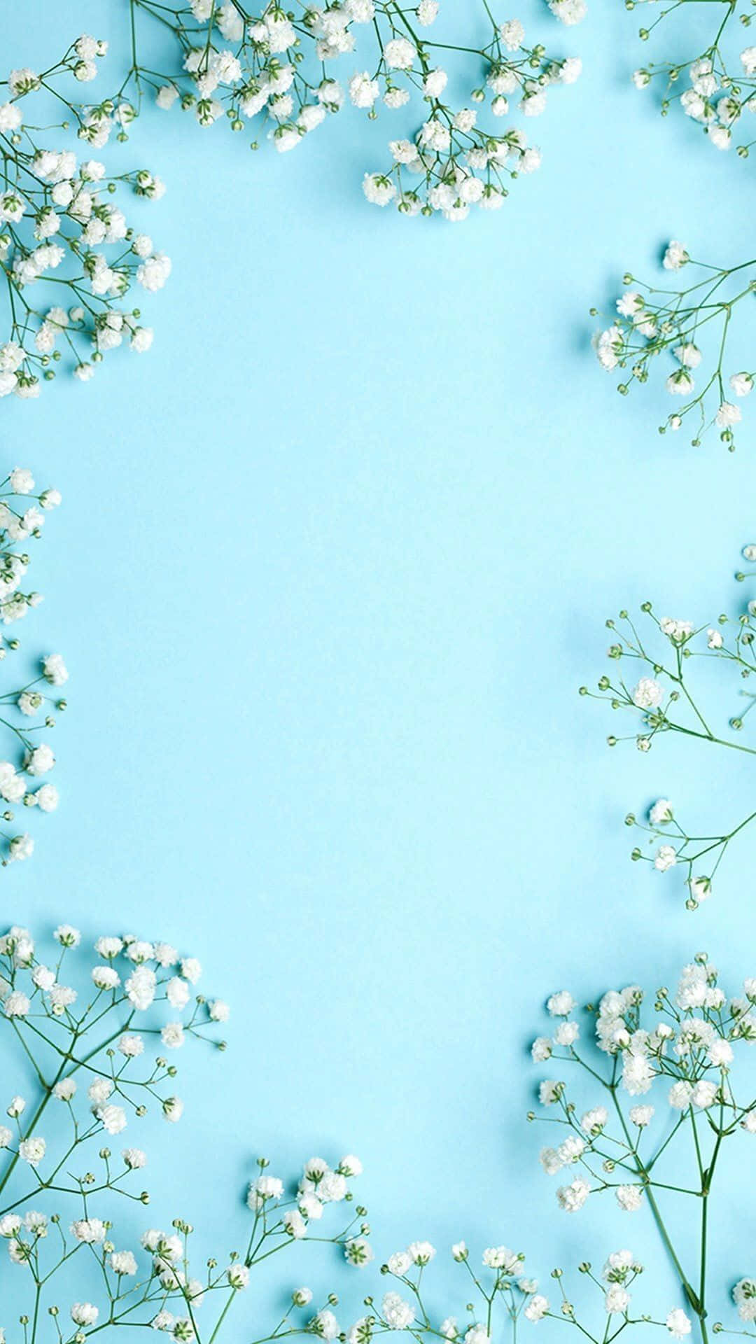 A Frame Of Baby's Breath Flowers On A Blue Background
