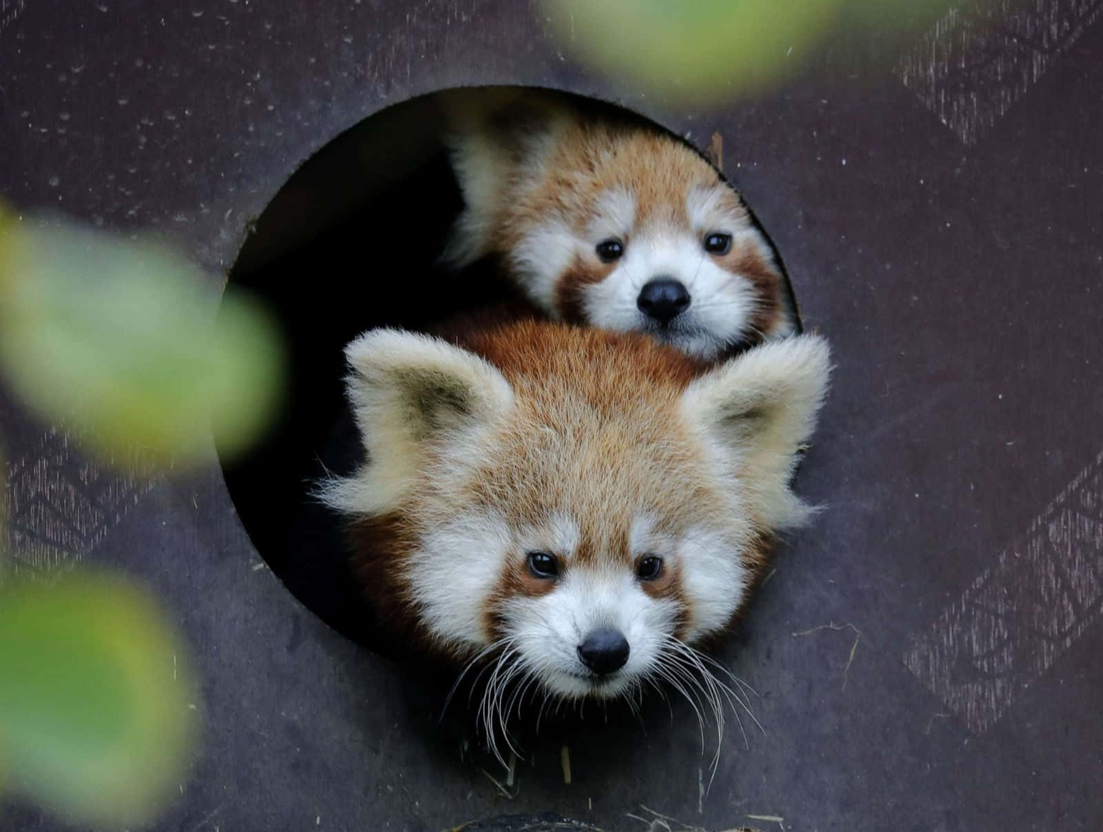 Søde røde panda billeder pryder dette øjenåbnende tapet.