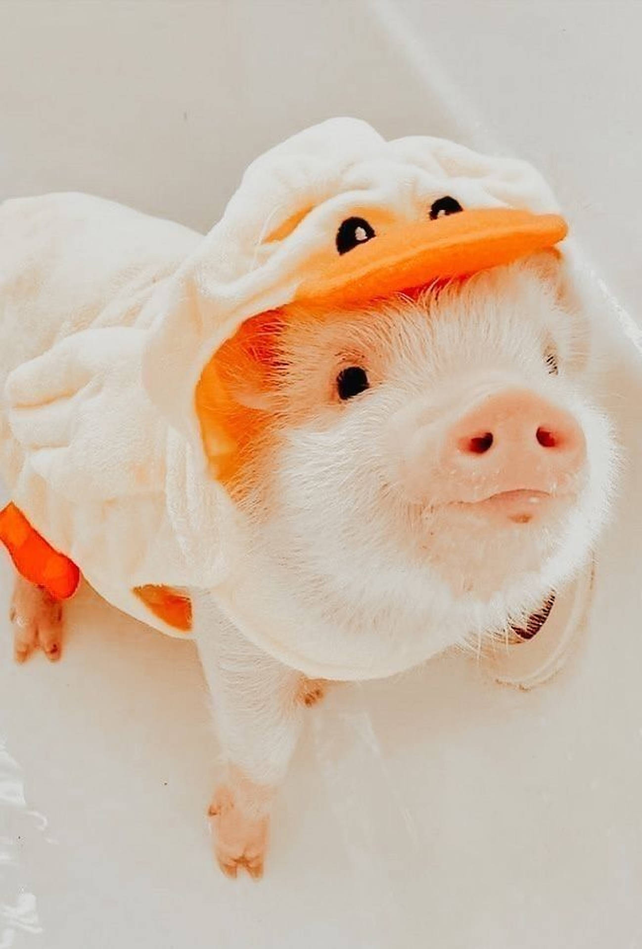 Cute Pig Duck Costume Background