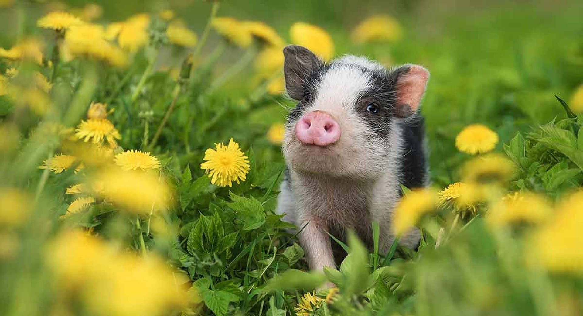 Cute Pig On Flower Field Wallpaper