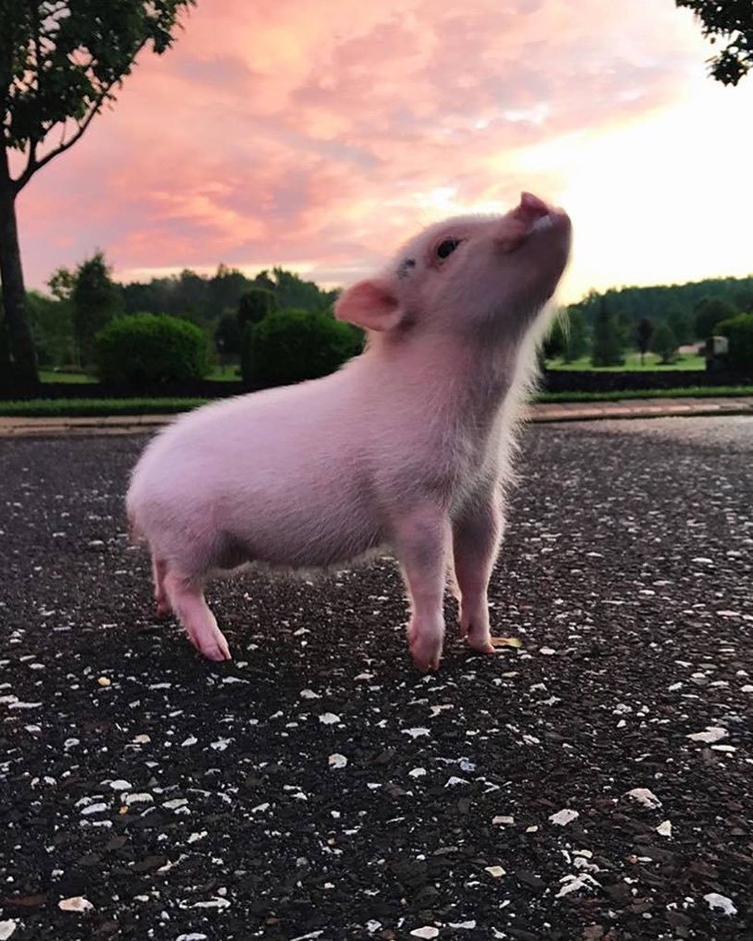 Cute Pig Photography Background