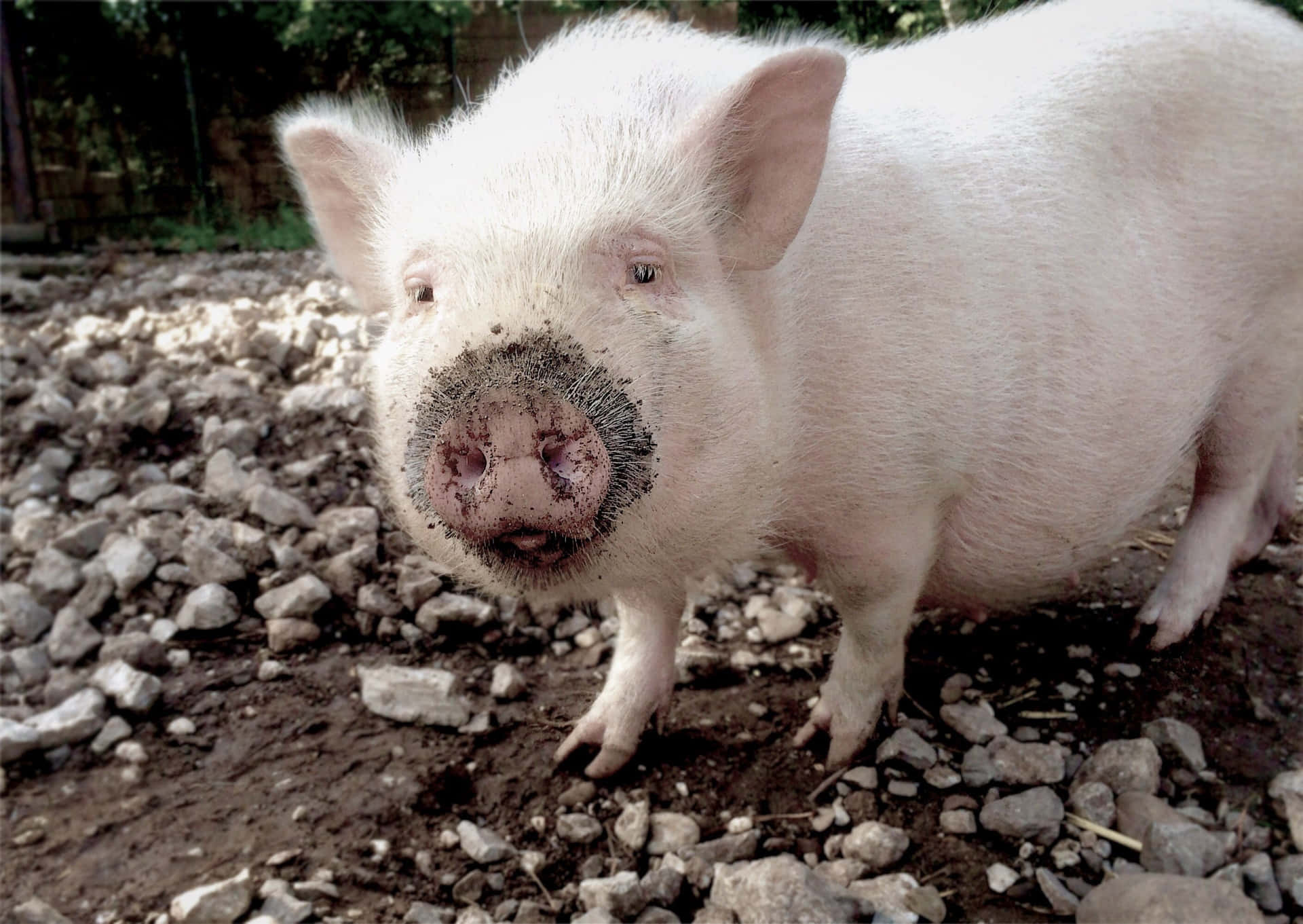 Meet Peppa, the Cutest Pig on the Farm