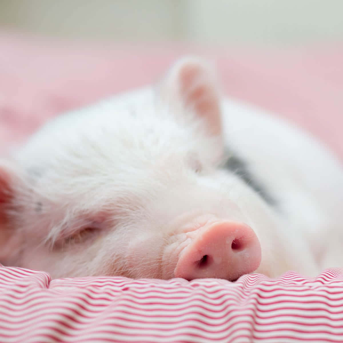 A Pig Sleeping On A Bed