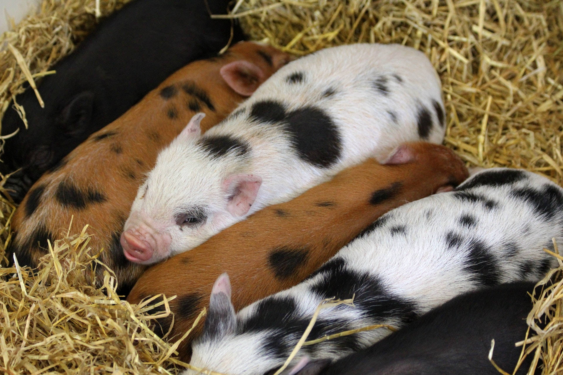 Cute Piglet Animals Inside A Farmhouse Wallpaper