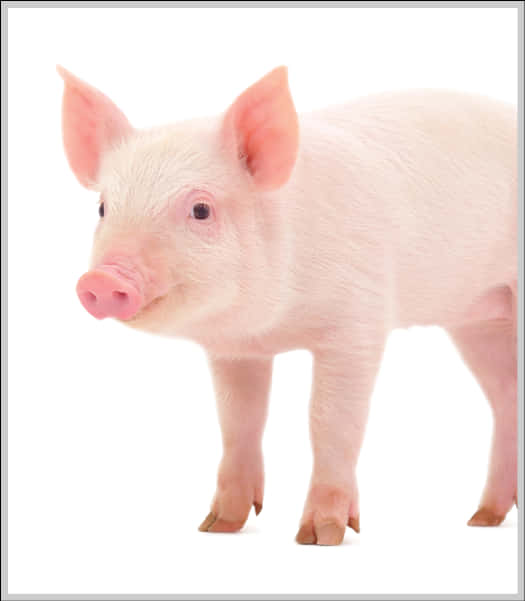 Cute Piglet Standing White Background PNG