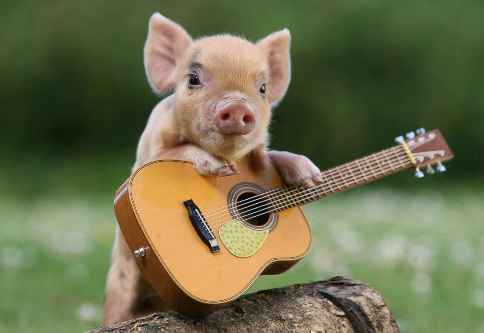 Cute Little Pigs Guitar Picture