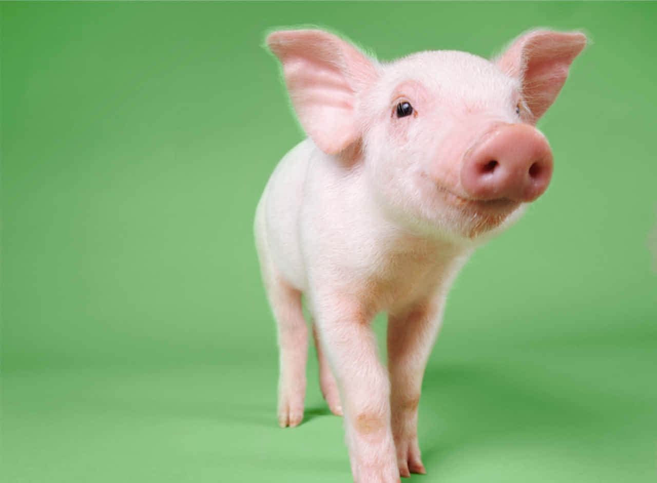 Cute Smiling Pink Pigs Picture