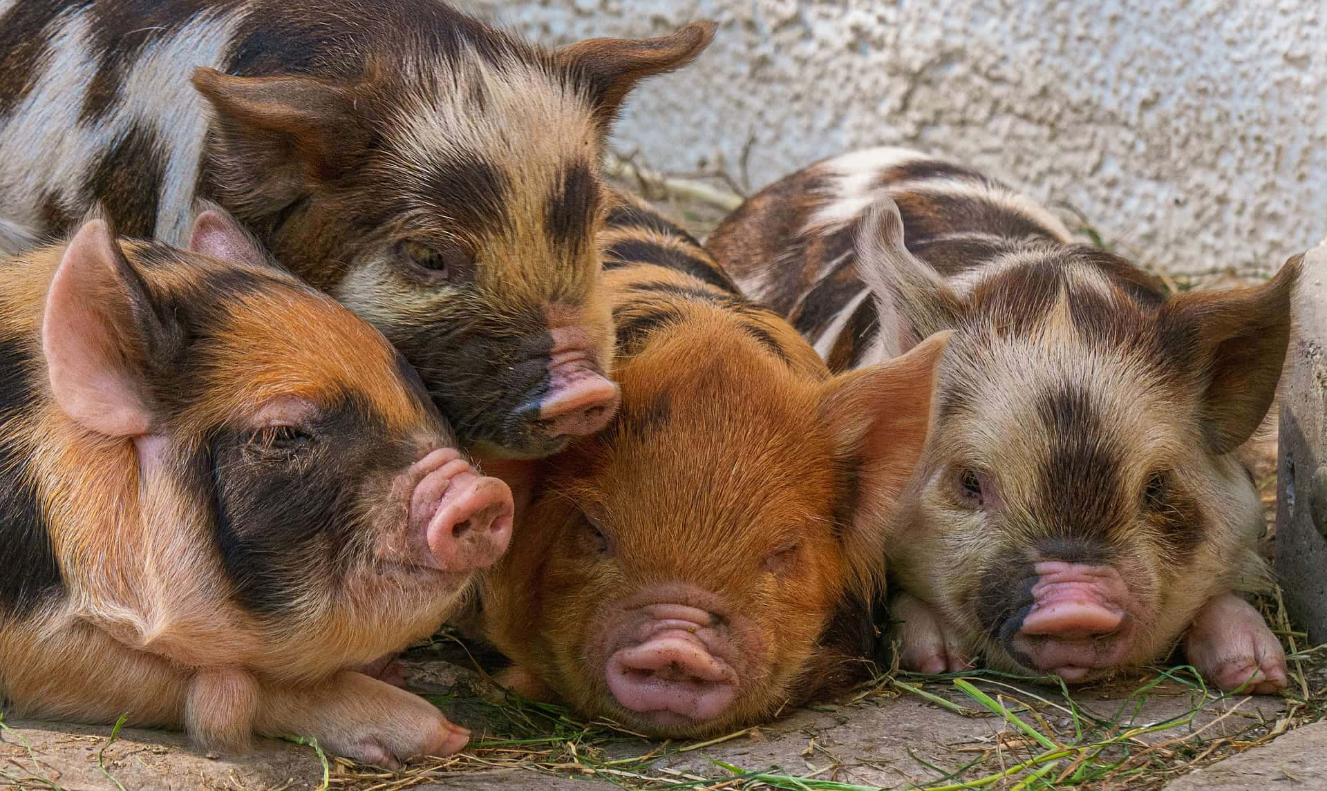 Cute Adorable Colored Pigs Picture