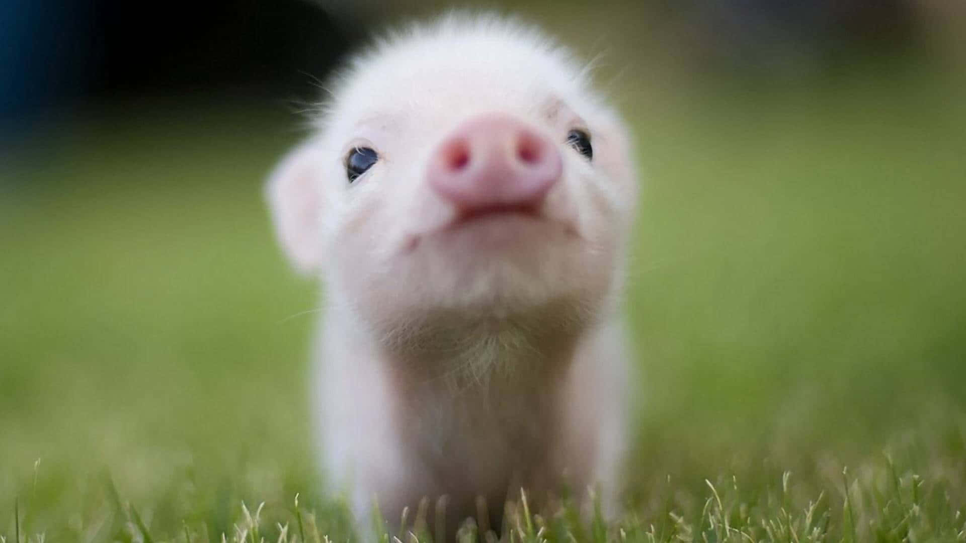 Cute Fluffy Adorable Pigs Picture