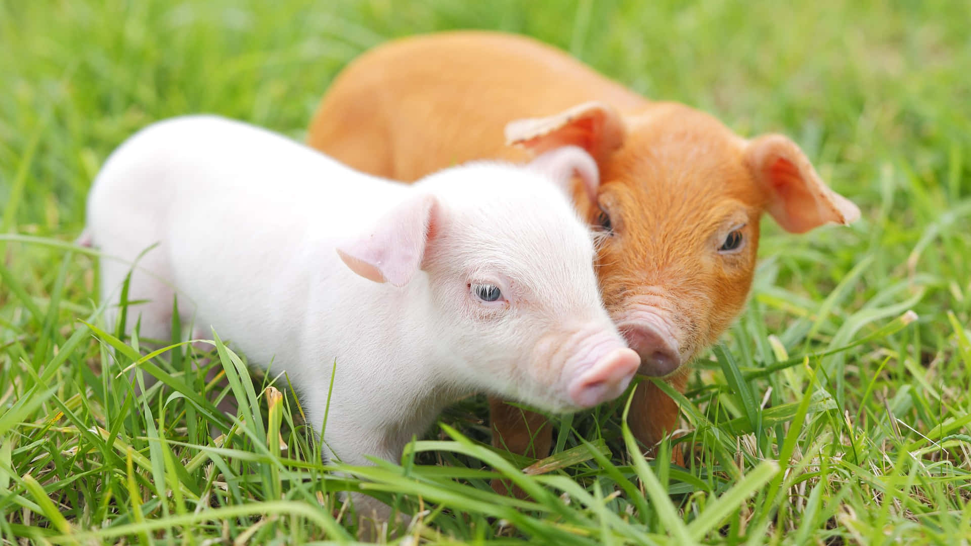 Cute Brown Pink Pigs Picture