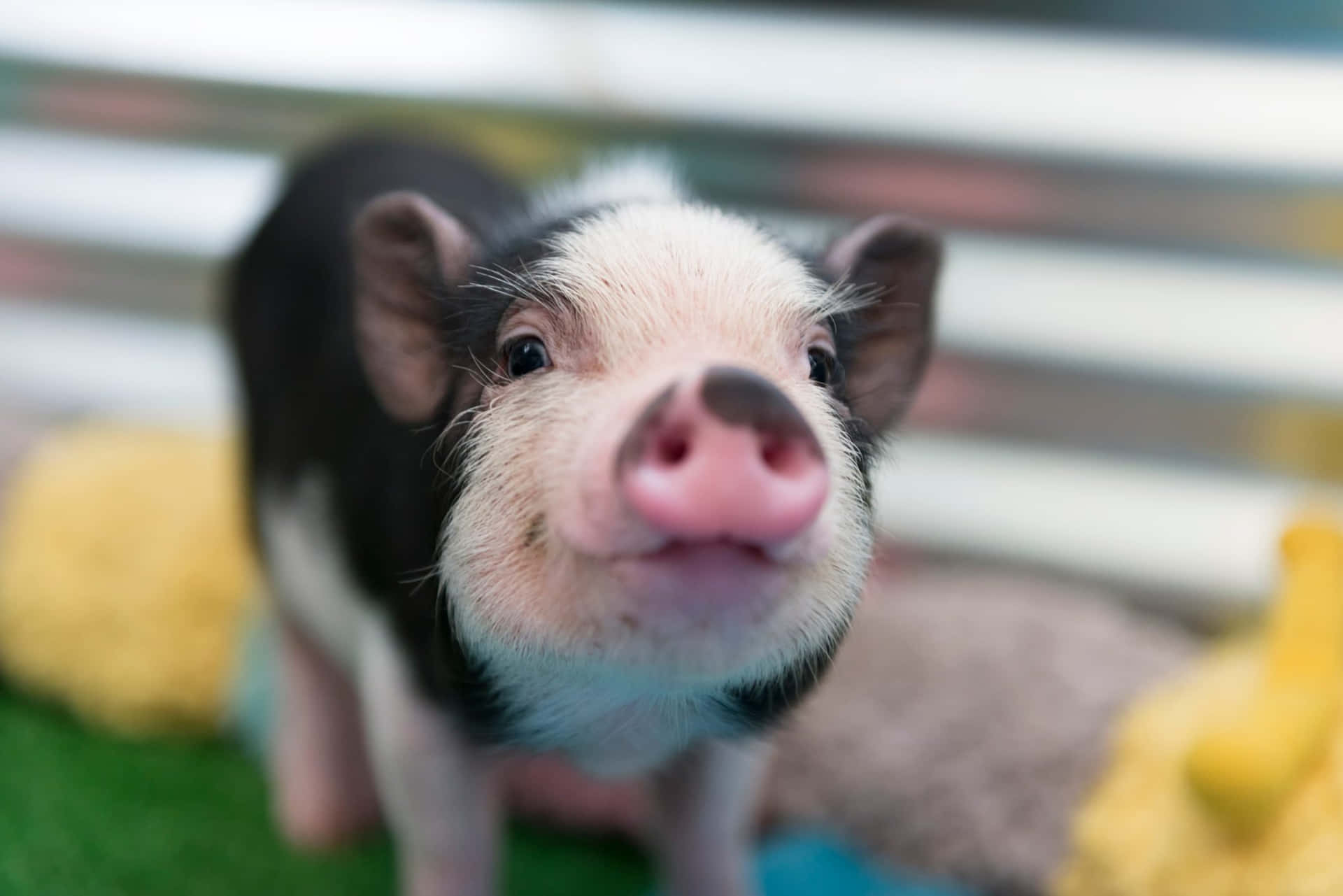 Cute Pigs Adorable Smile Picture