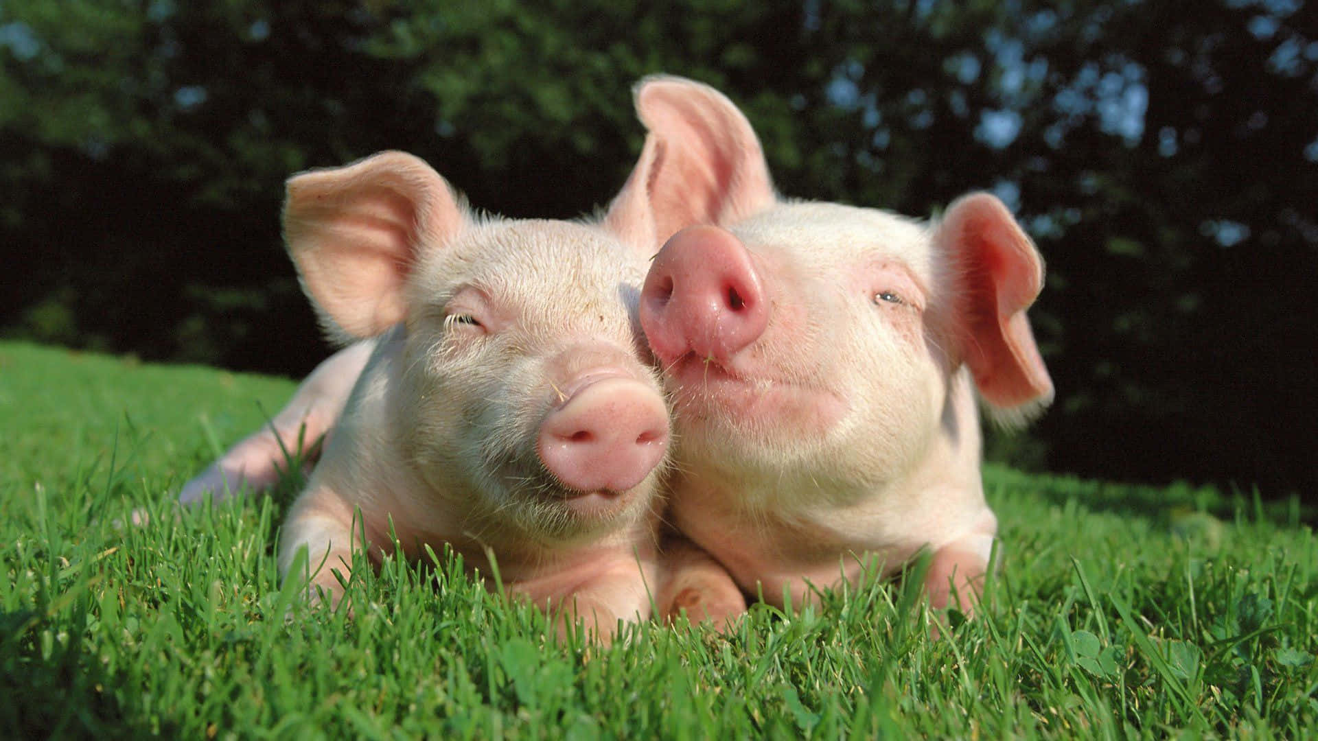 Cute Pigs Cuddling Friends Picture