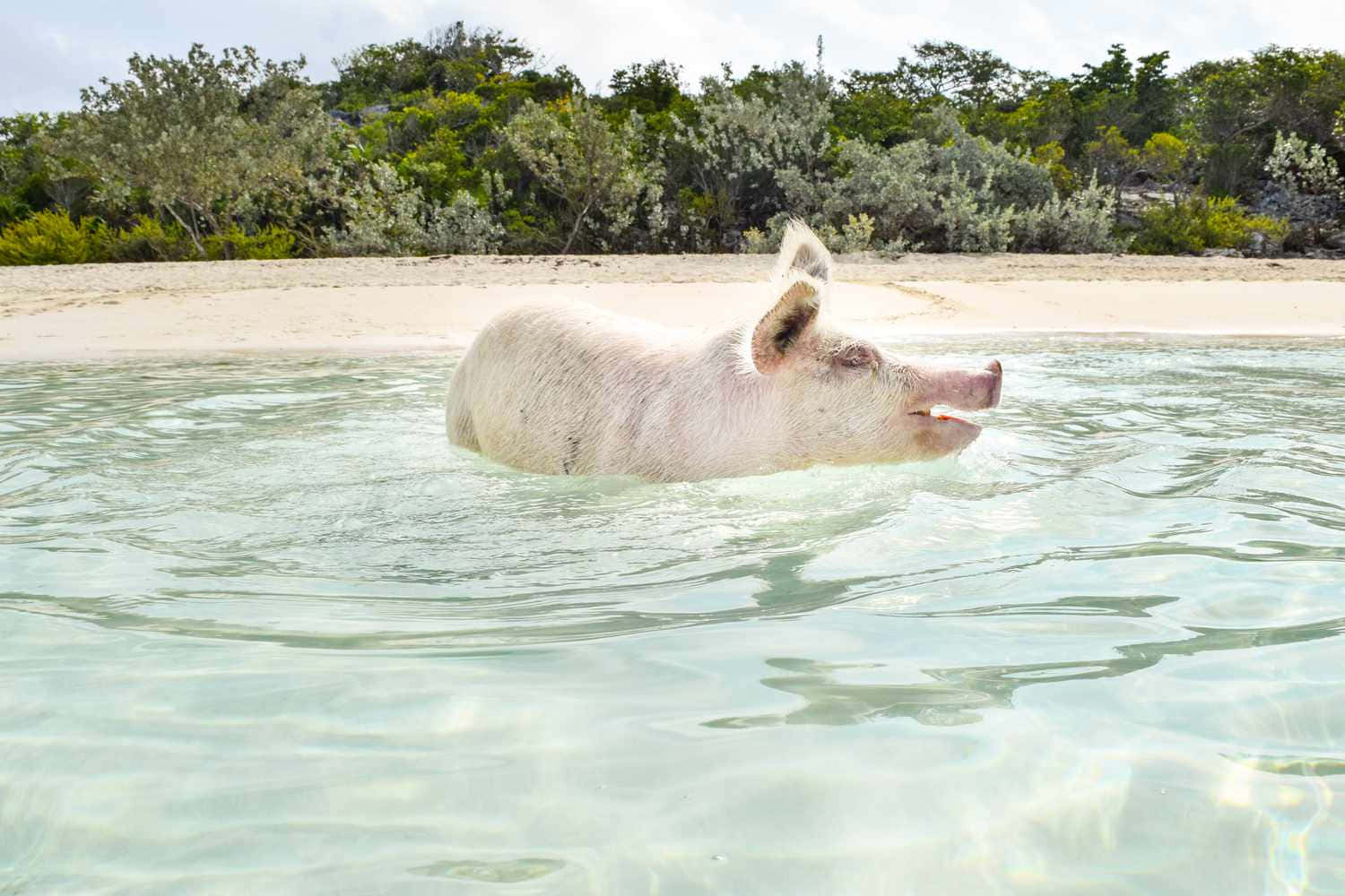 Cute Pigs Relaxing Beach Picture