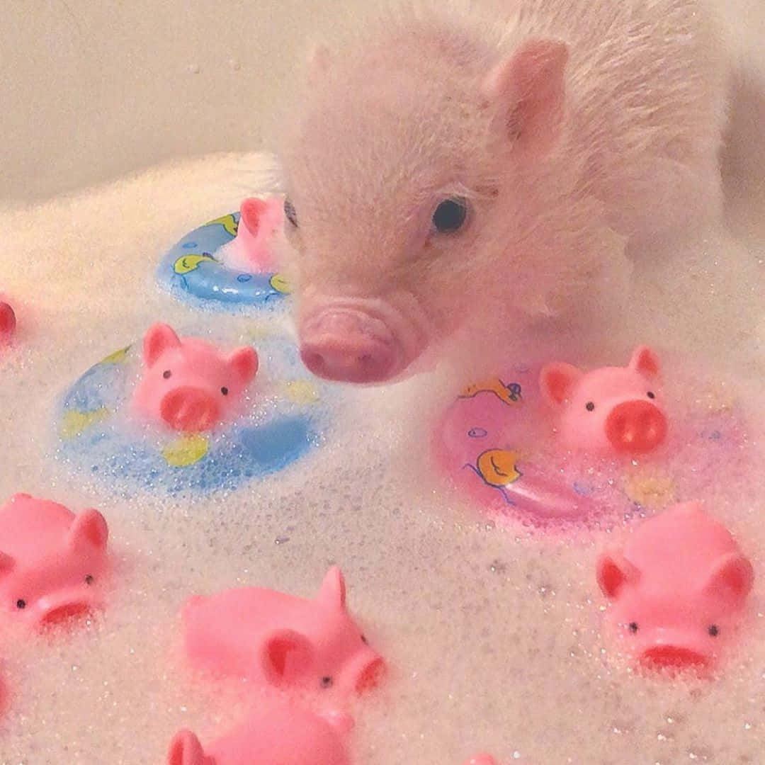 Cute Pigs Pictures 1080 X 1080 Picture