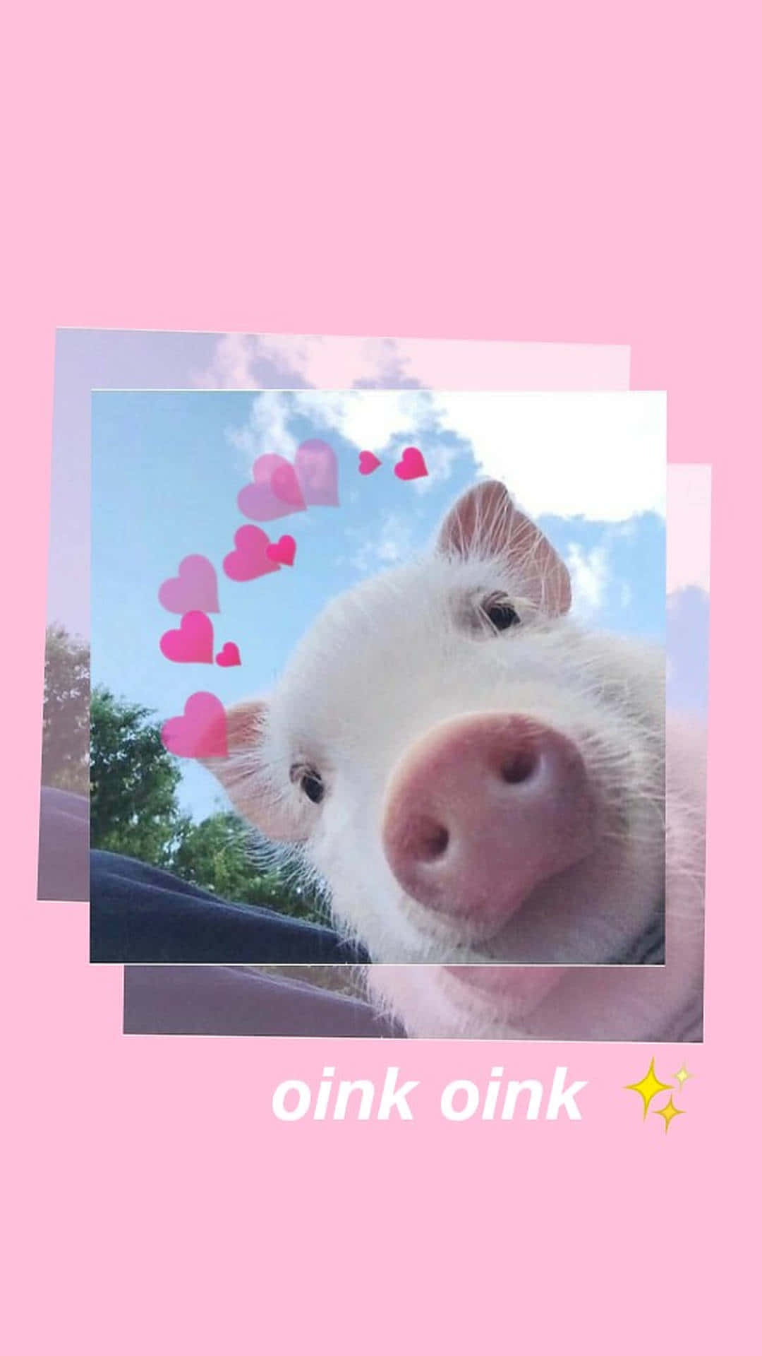 Cute Pigs Pictures 1080 X 1920 Picture