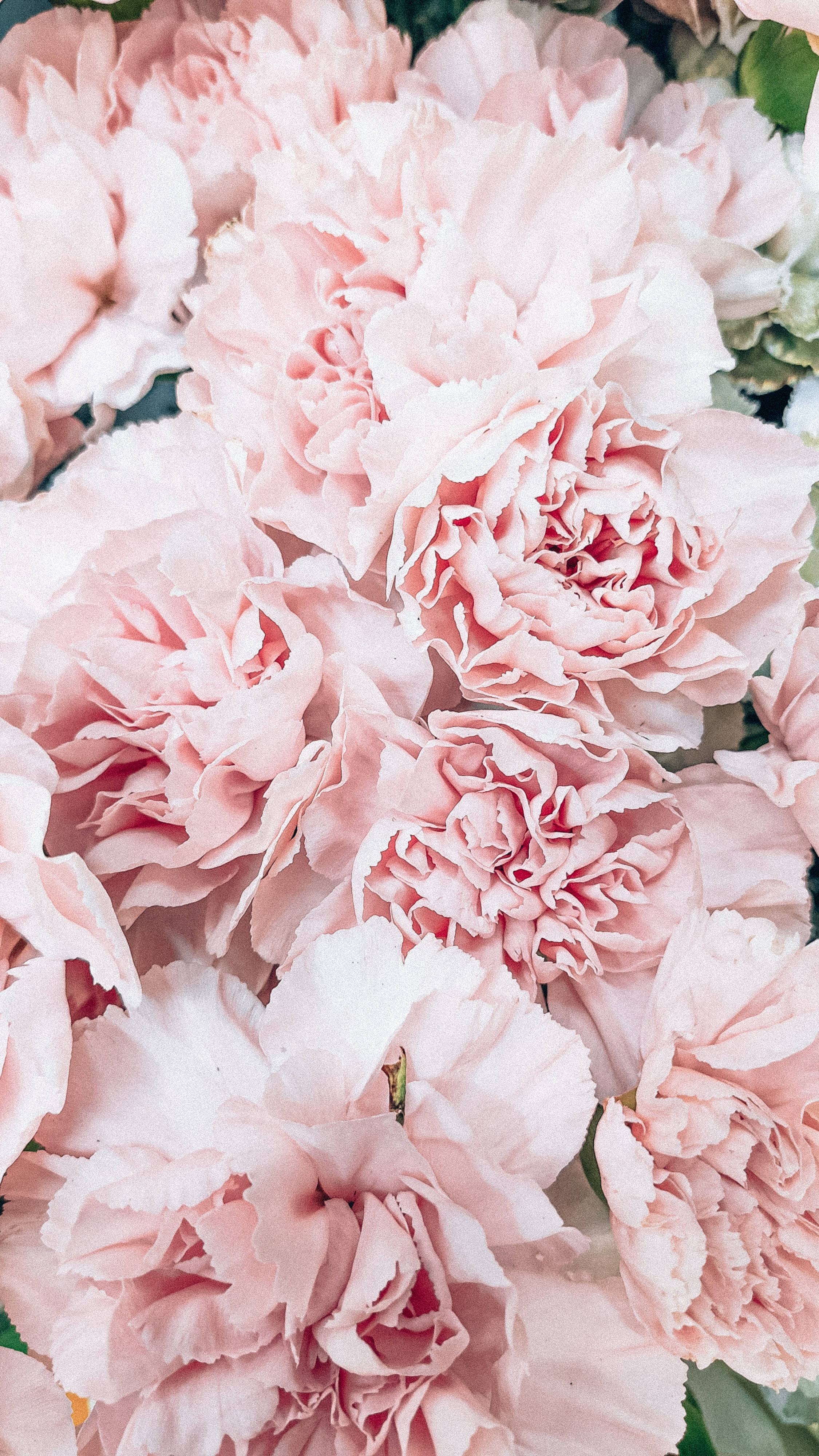 Cute Pink Aesthetic Macro Peony Flowers Wallpaper