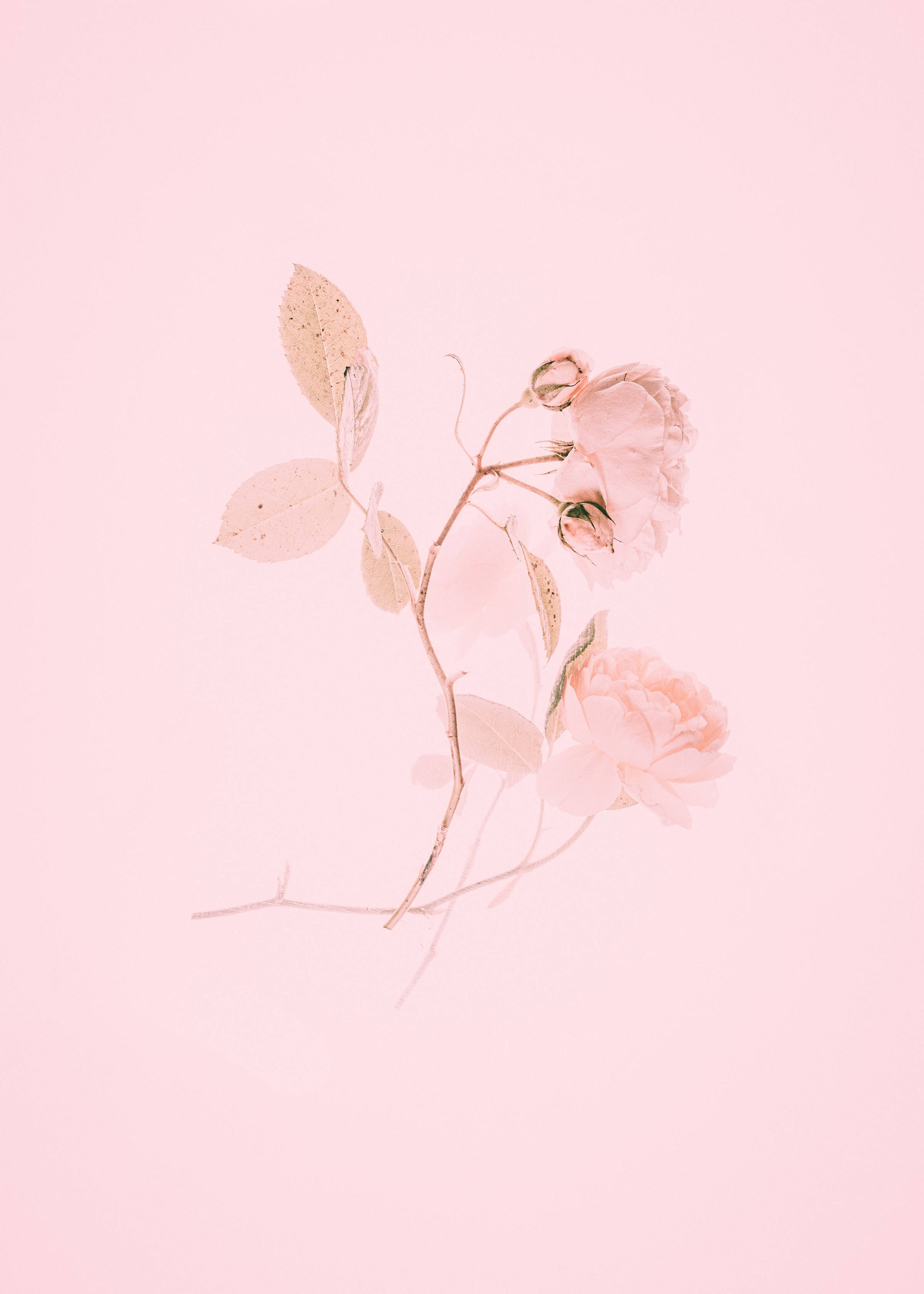 Cute Pink Aesthetic Roses Painting Wallpaper