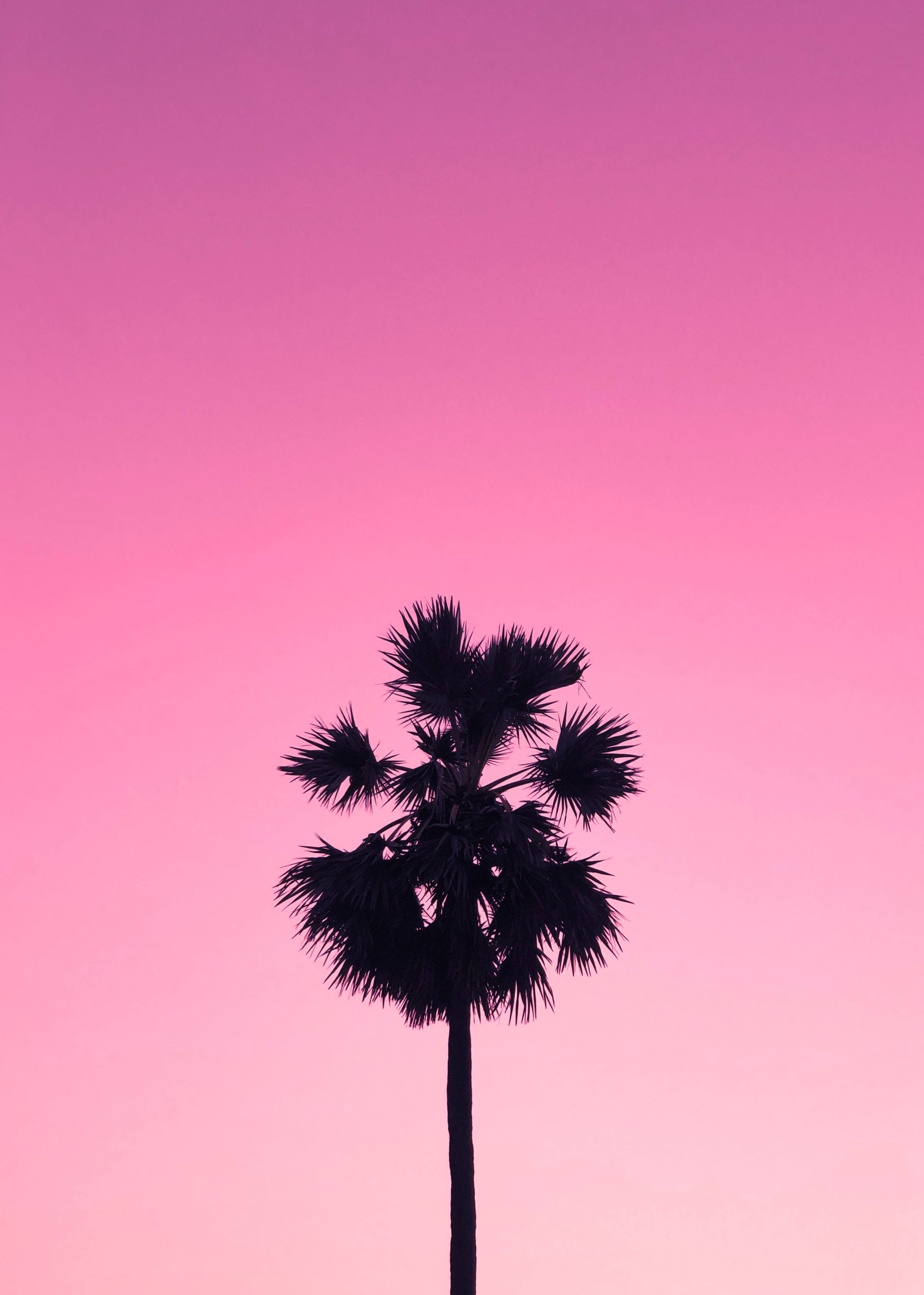 Cute Pink Aesthetic Sky Tree Silhouette Wallpaper