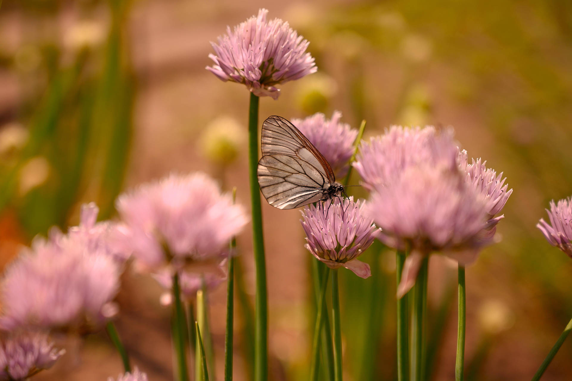 Cute Pink Butterfly And Flower Field Wallpaper