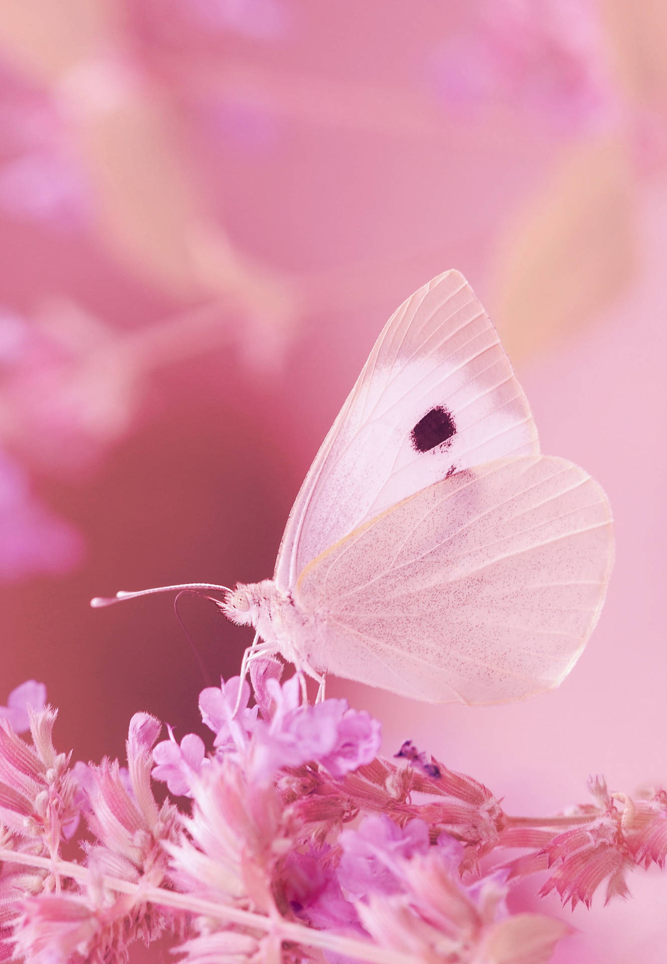 Cute Pink Butterfly And Flowers Wallpaper