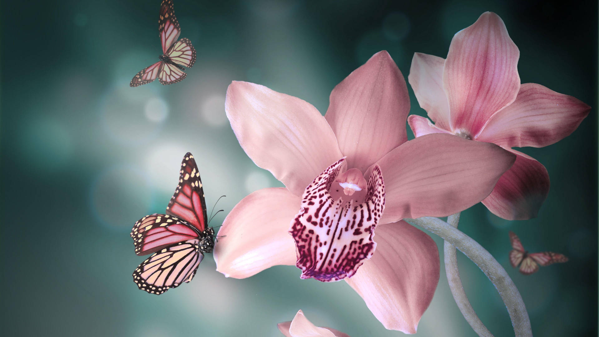 Cute Pink Butterfly On Boat Orchid Wallpaper