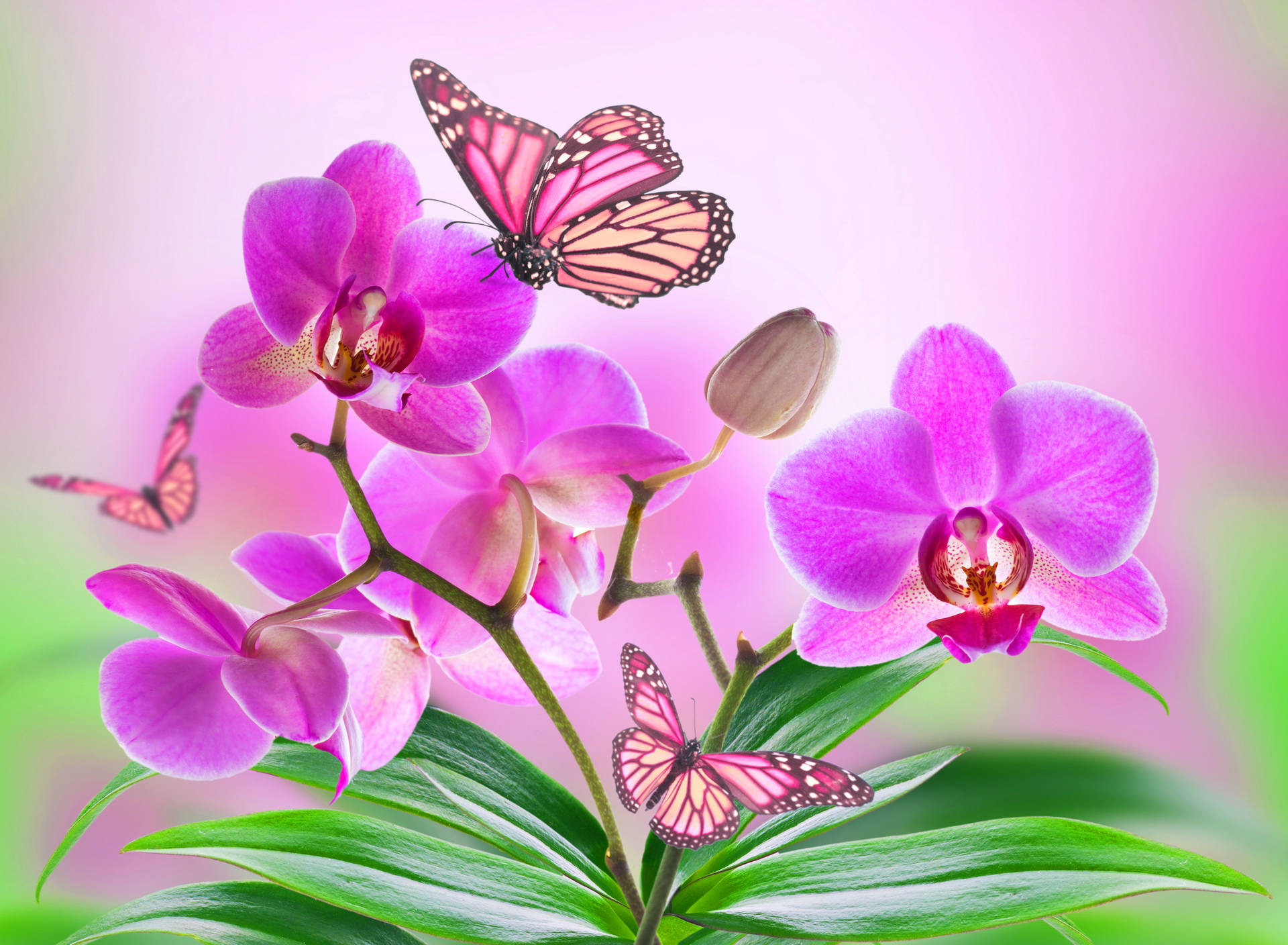 Cute Pink Butterfly On Pink Orchids Wallpaper