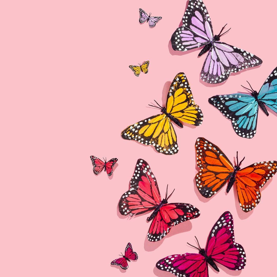Cute Pink Butterfly With Other Butterfly Colors Wallpaper