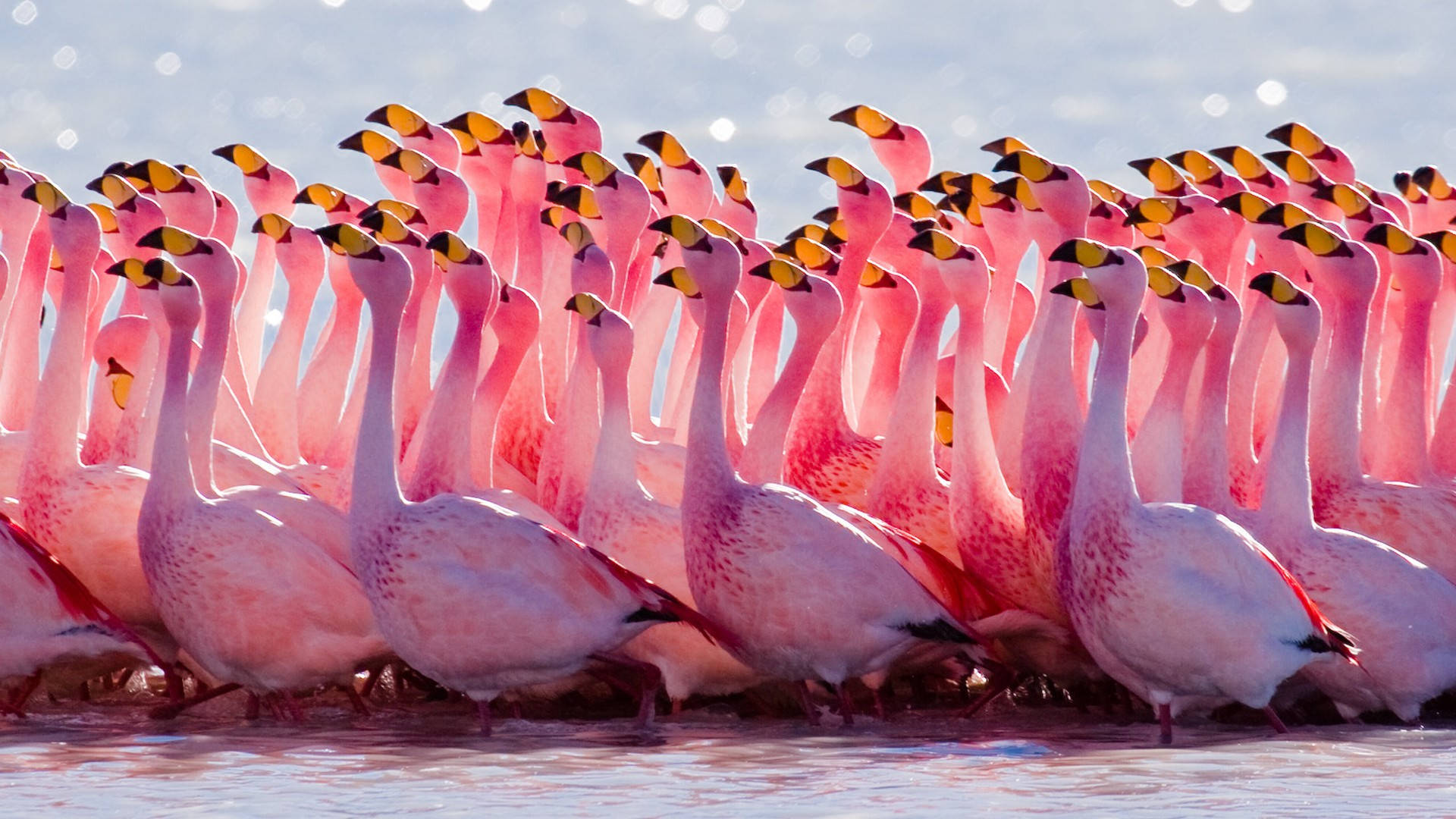 Sun-Kissed Pink Flamingoes Wallpaper
