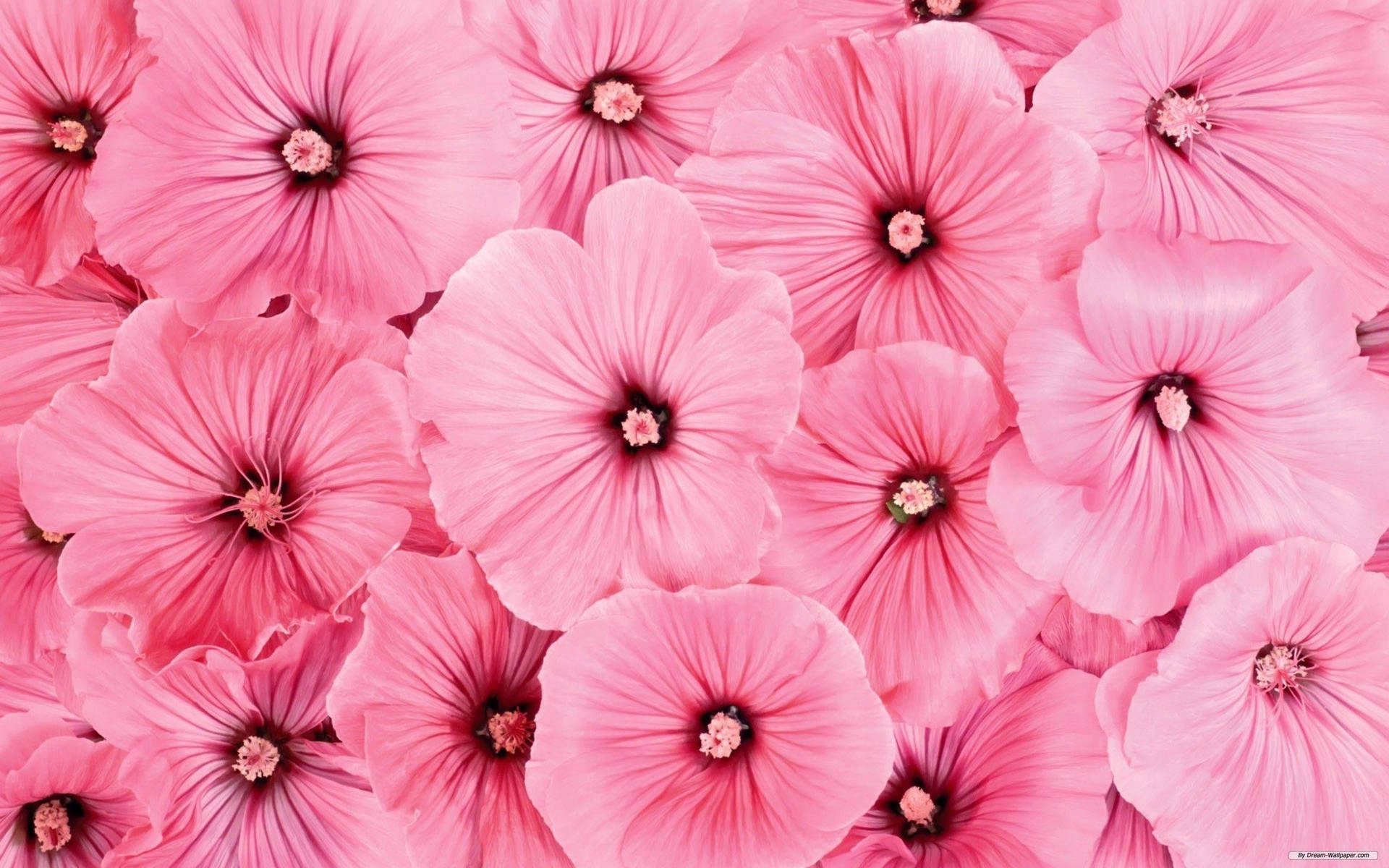 Cute Pink Flower Blooms Of Rose Mallows Wallpaper