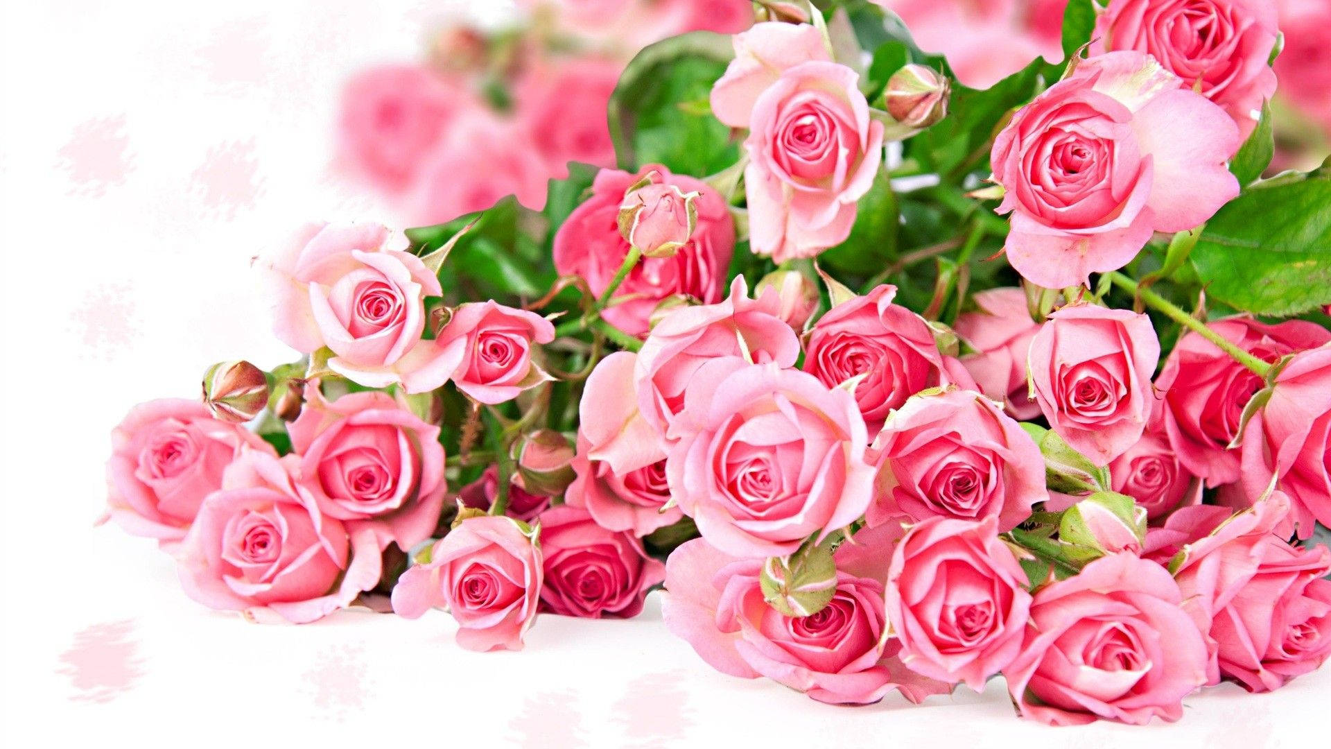 Søde pink blomsterknopper af roser mod et mørkegrønt baggrund Wallpaper